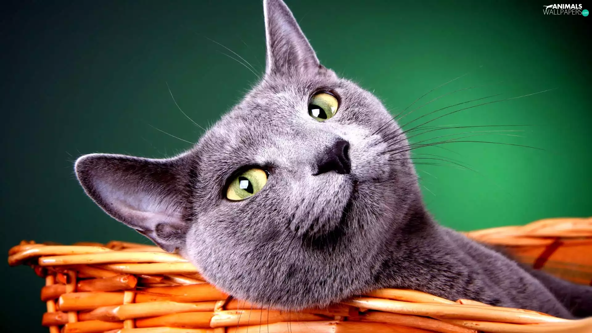 basket, kitten, Eyes