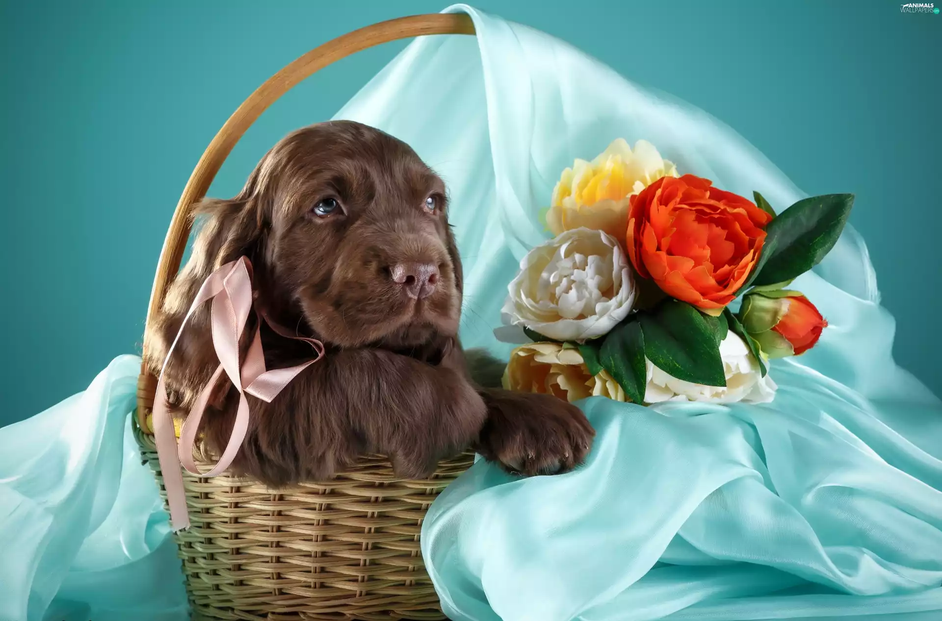 basket, Puppy, Flowers