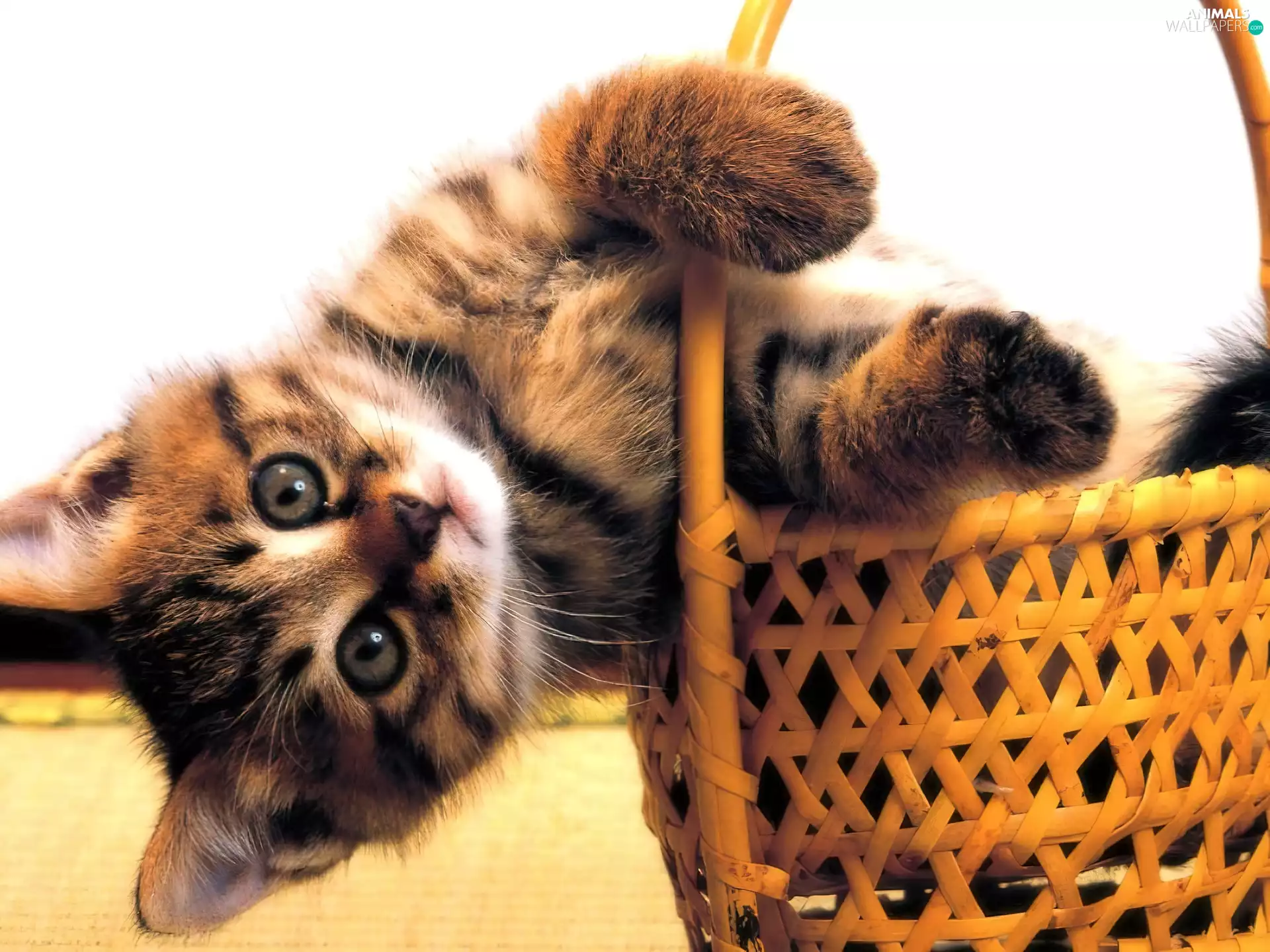 basket, honeyed, kitten