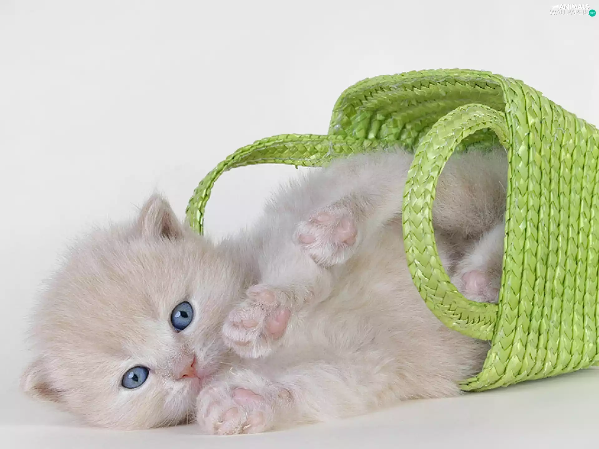 basket, small, kitten