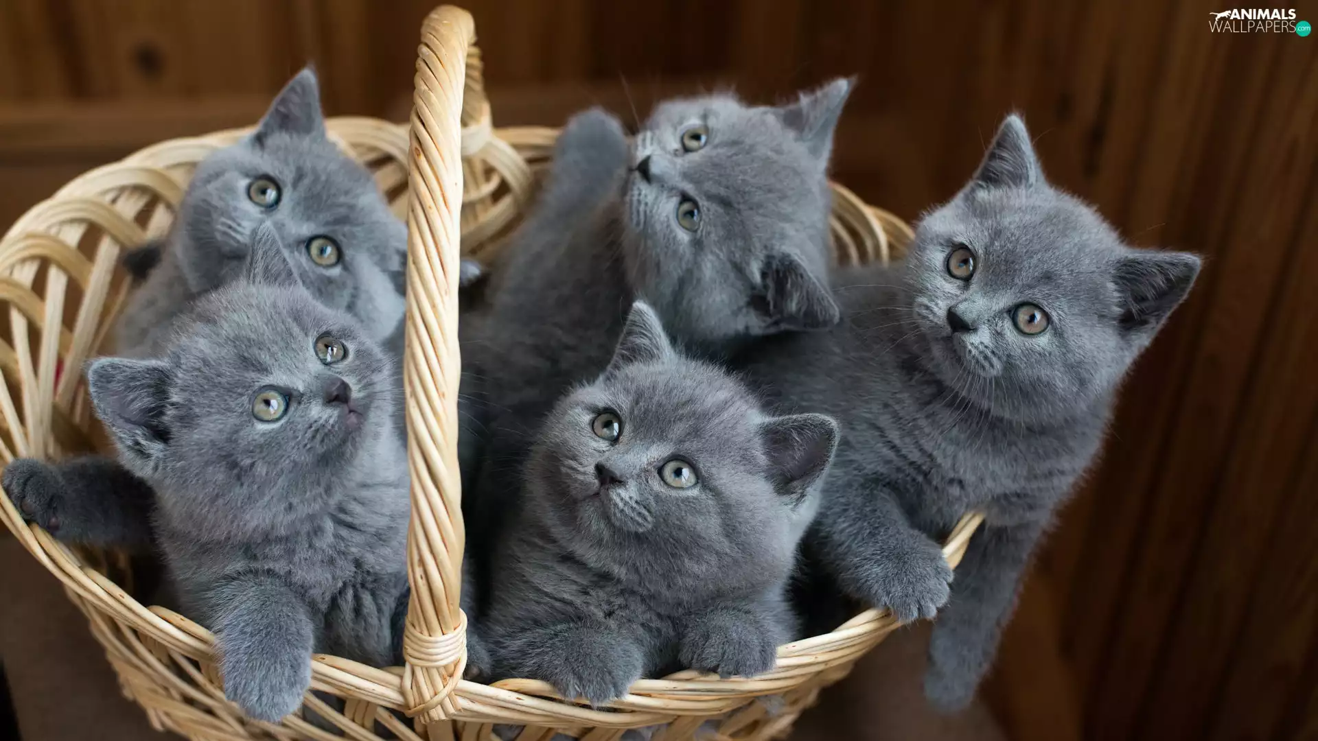 shorthair, basket, Kittens, British, five