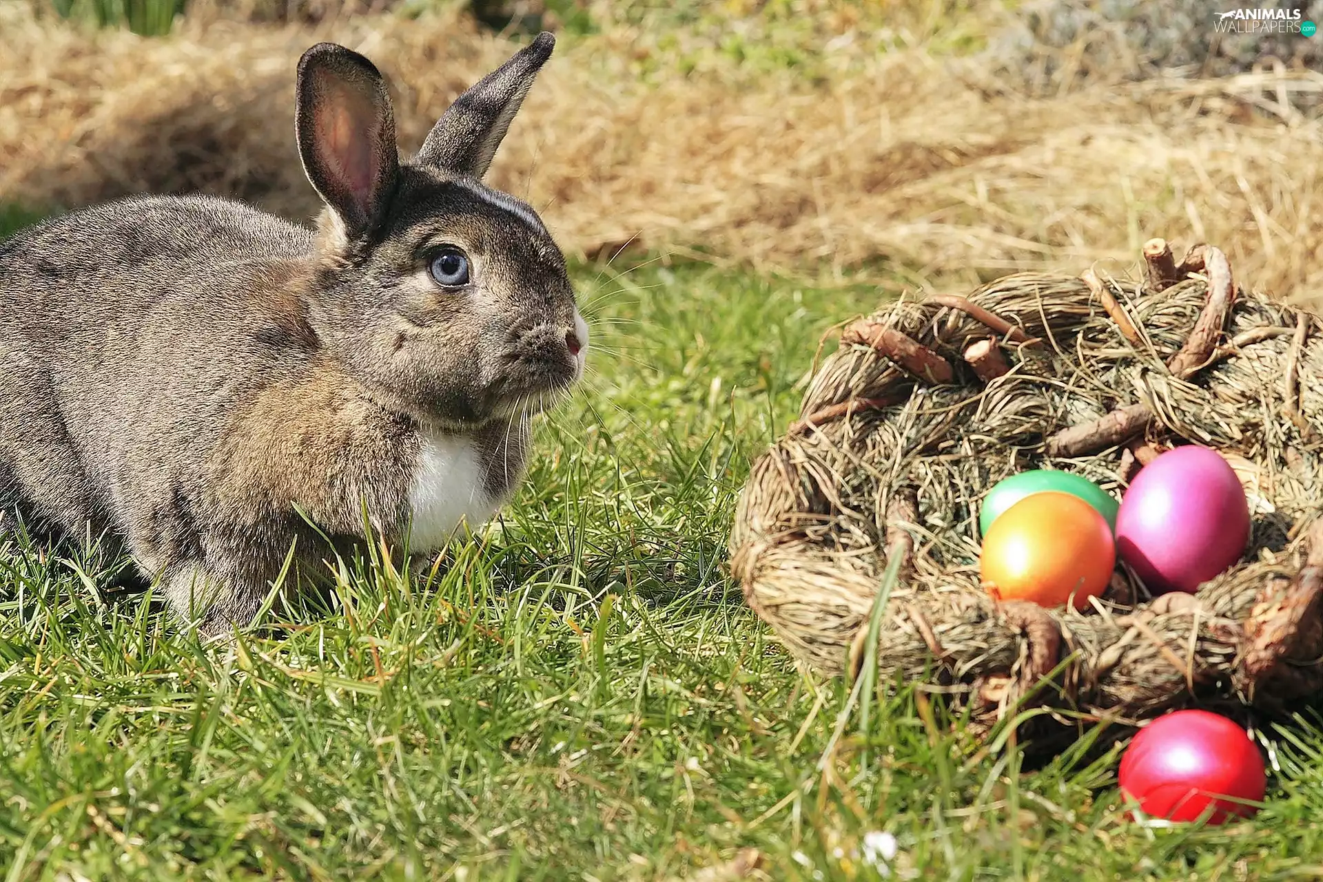 Rabbit, basket, Painted eggs, grass