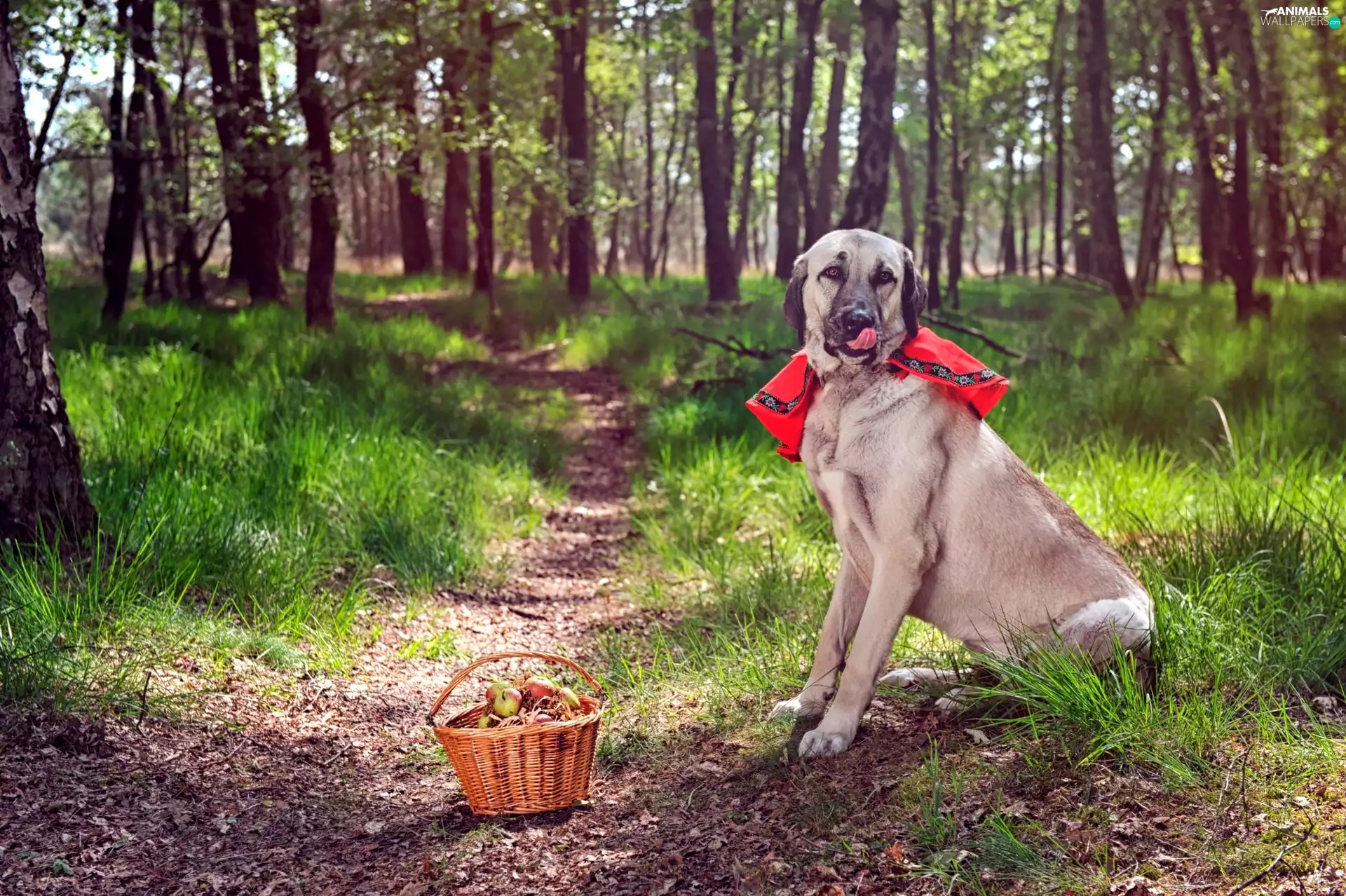 dog, basket, Path, grass, forest