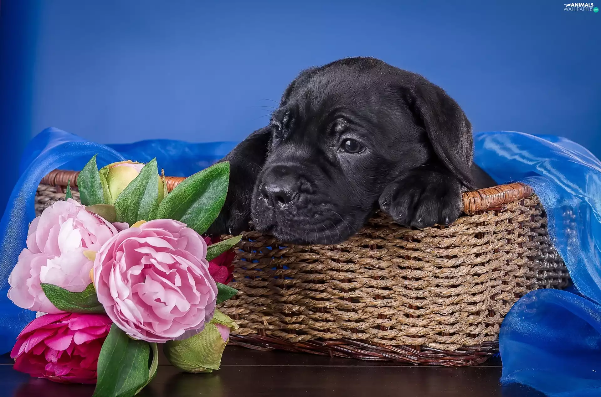 Black, basket, Peonies, Cane Corso