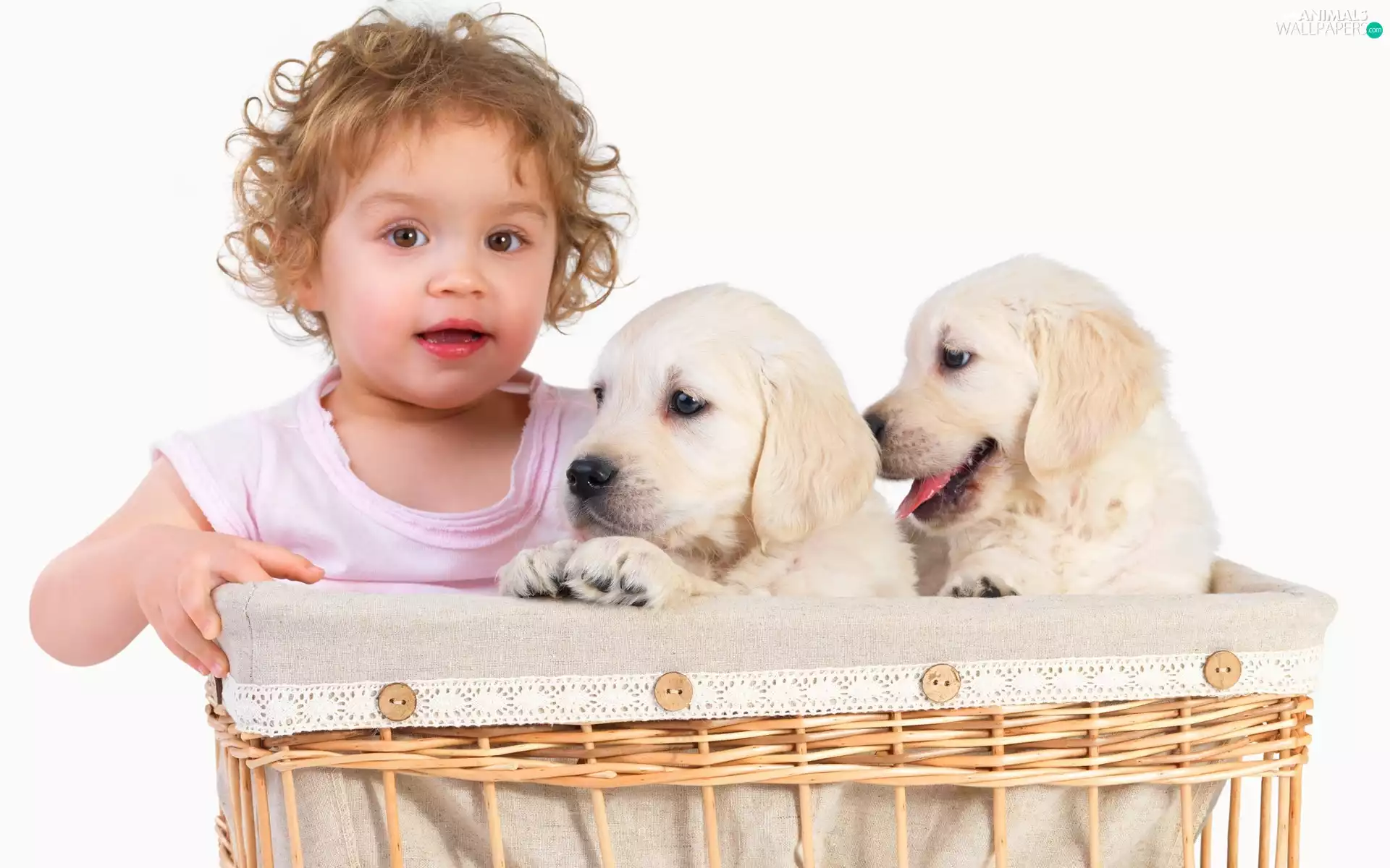 basket, Kid, Puppies
