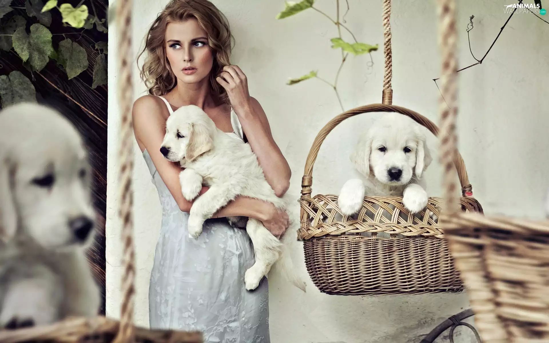 basket, Women, puppies