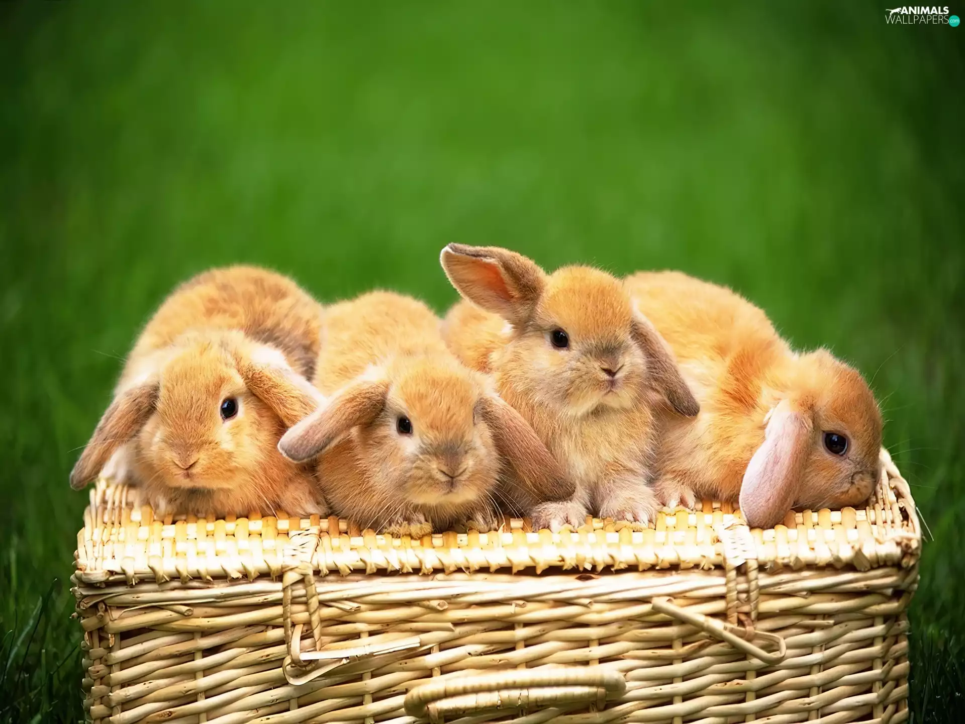 basket, four, Rabbits