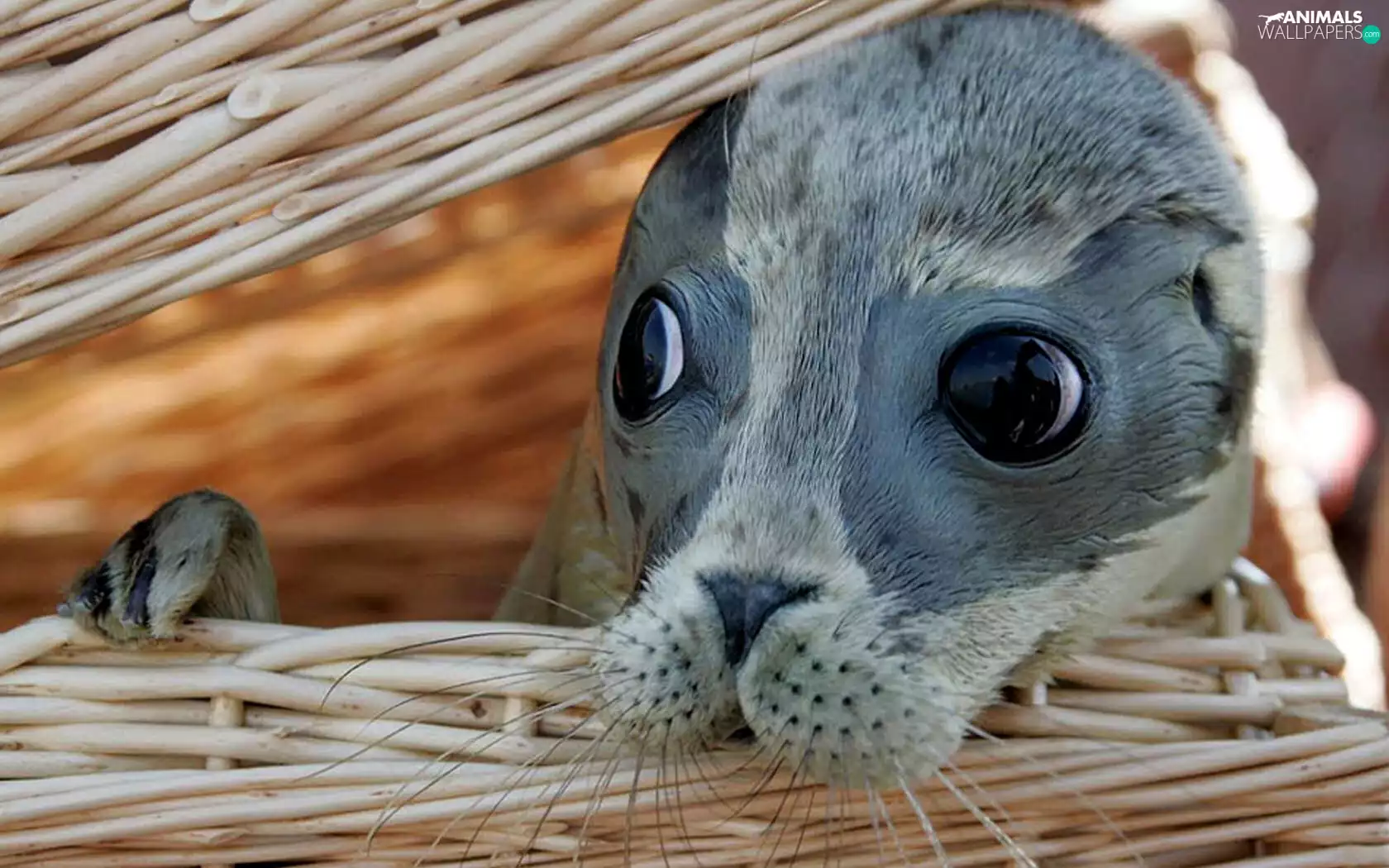 basket, young, seal