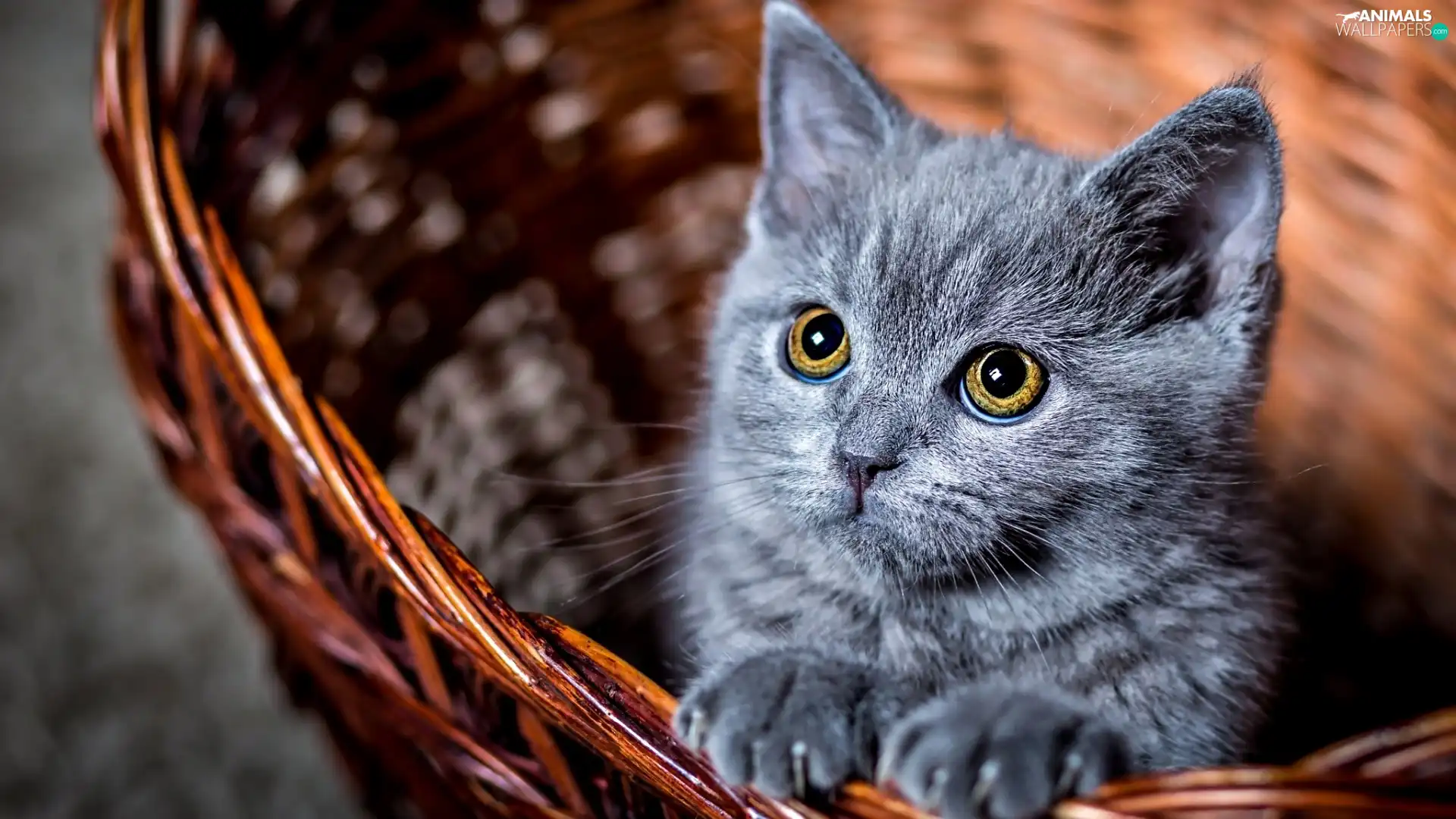 small, kitten, basket, gray