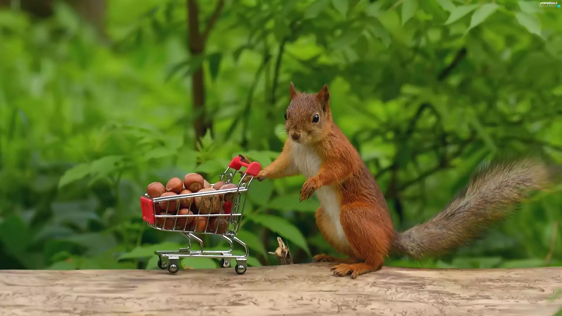 squirrel, nuts, Funny, basket