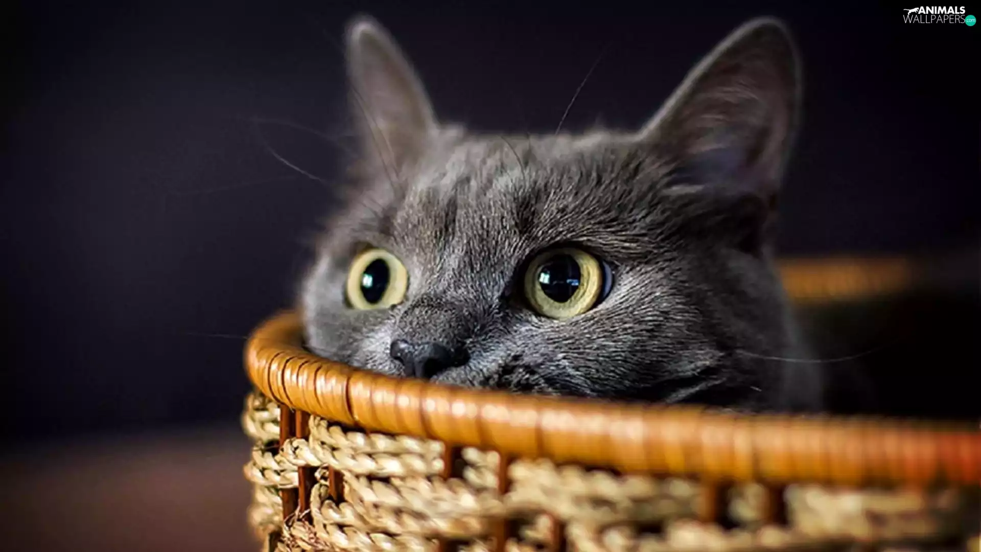 The look, cat, basket