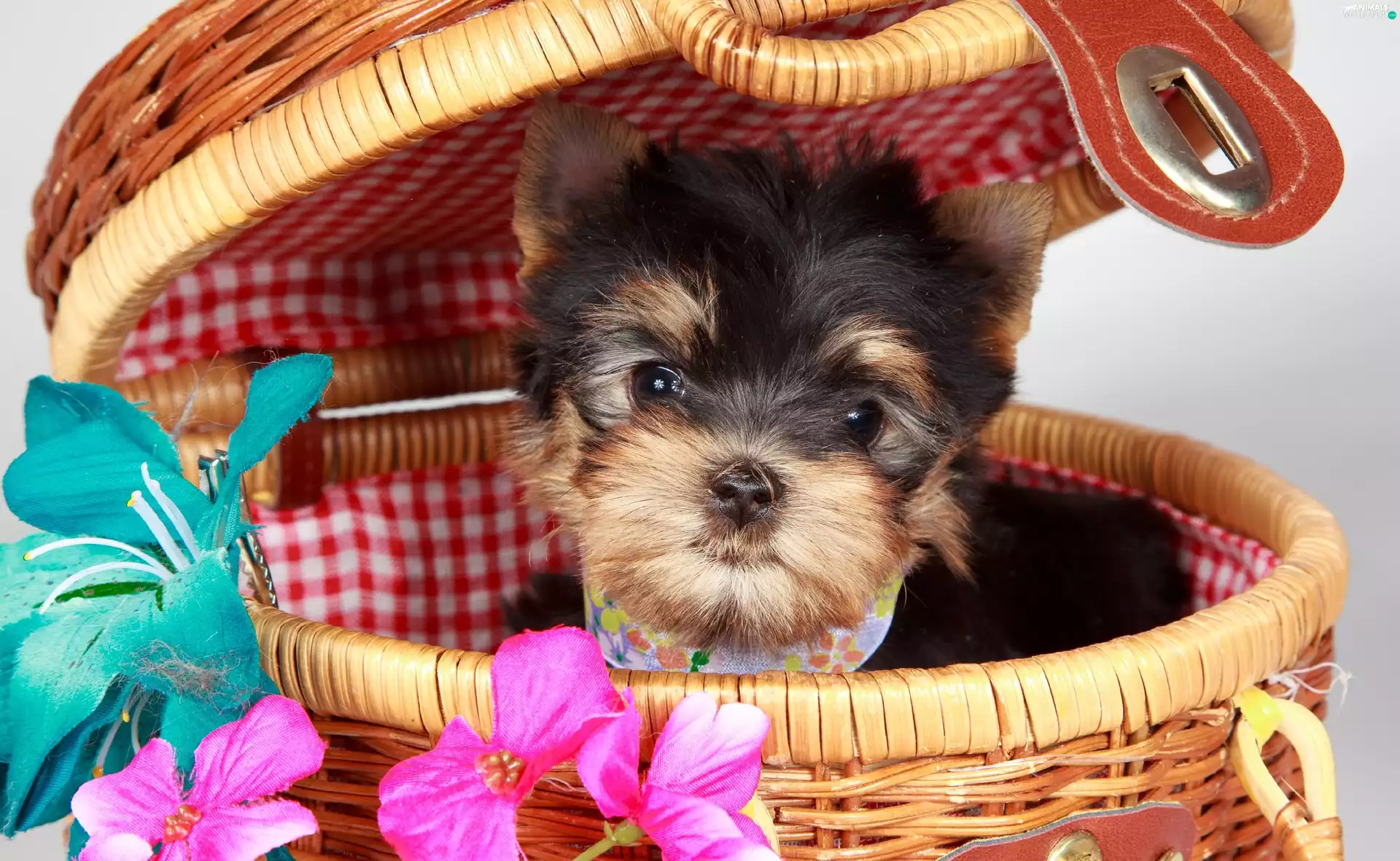 basket, Puppy, York
