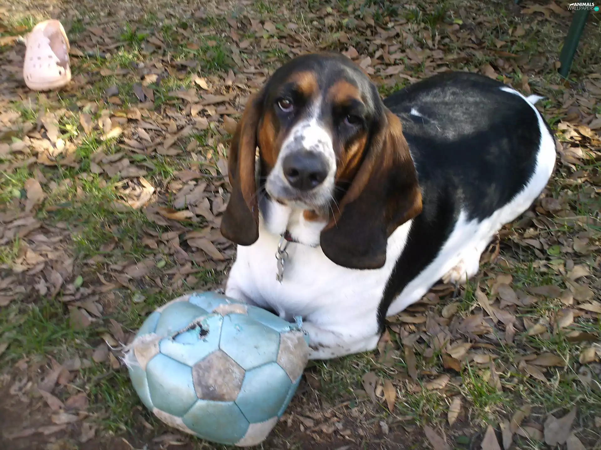 Basset Hound, Ball