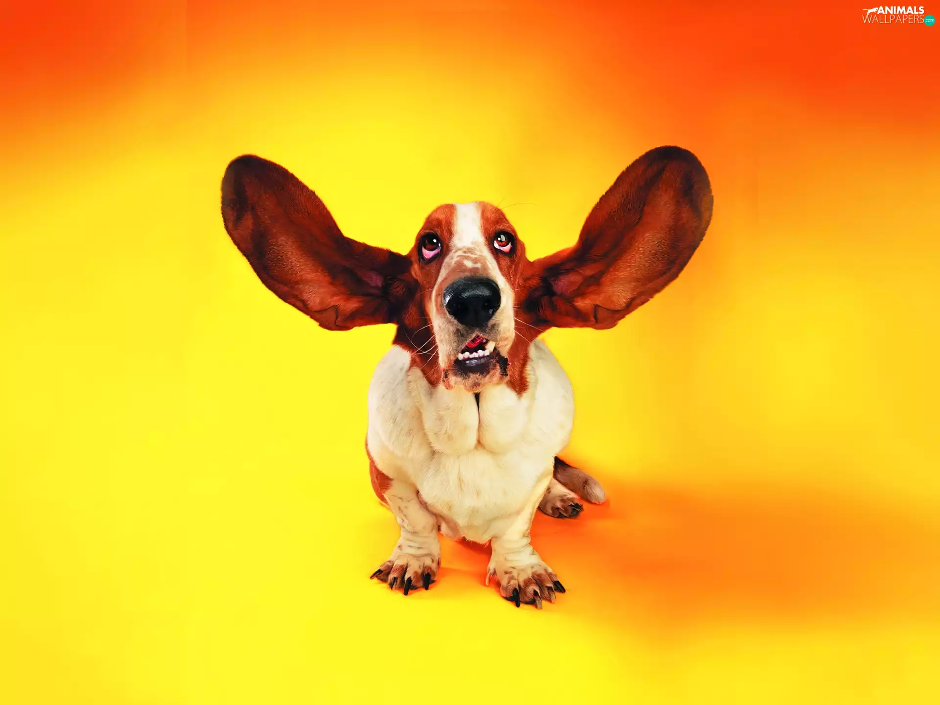 basset, Great, ears