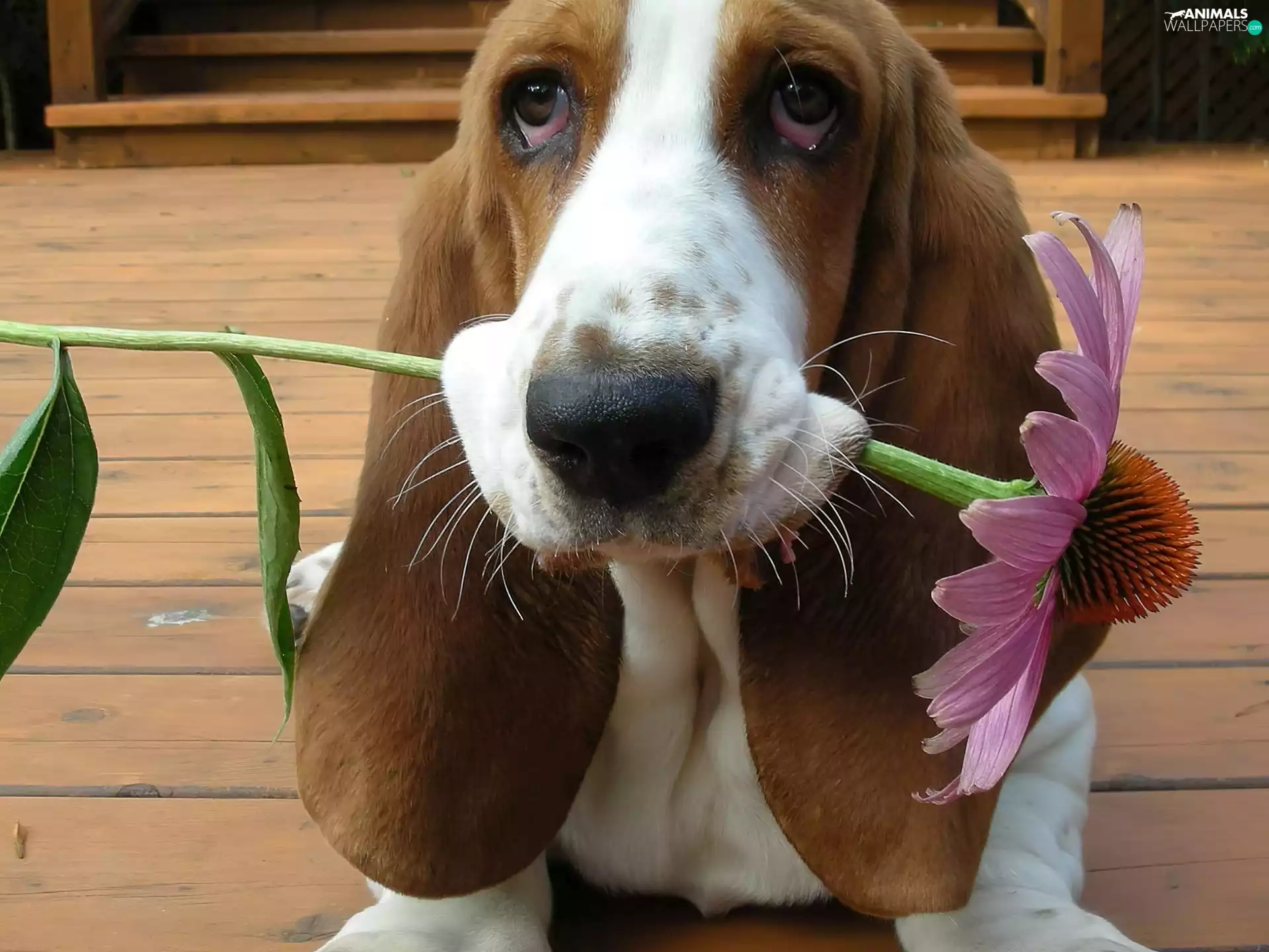 Basset Hound, Flower