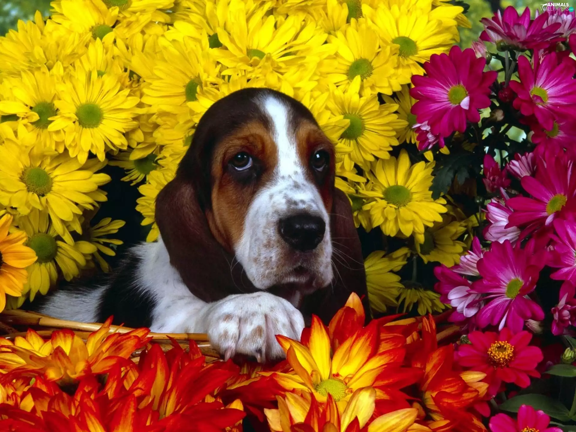 Basset Hound, Flowers