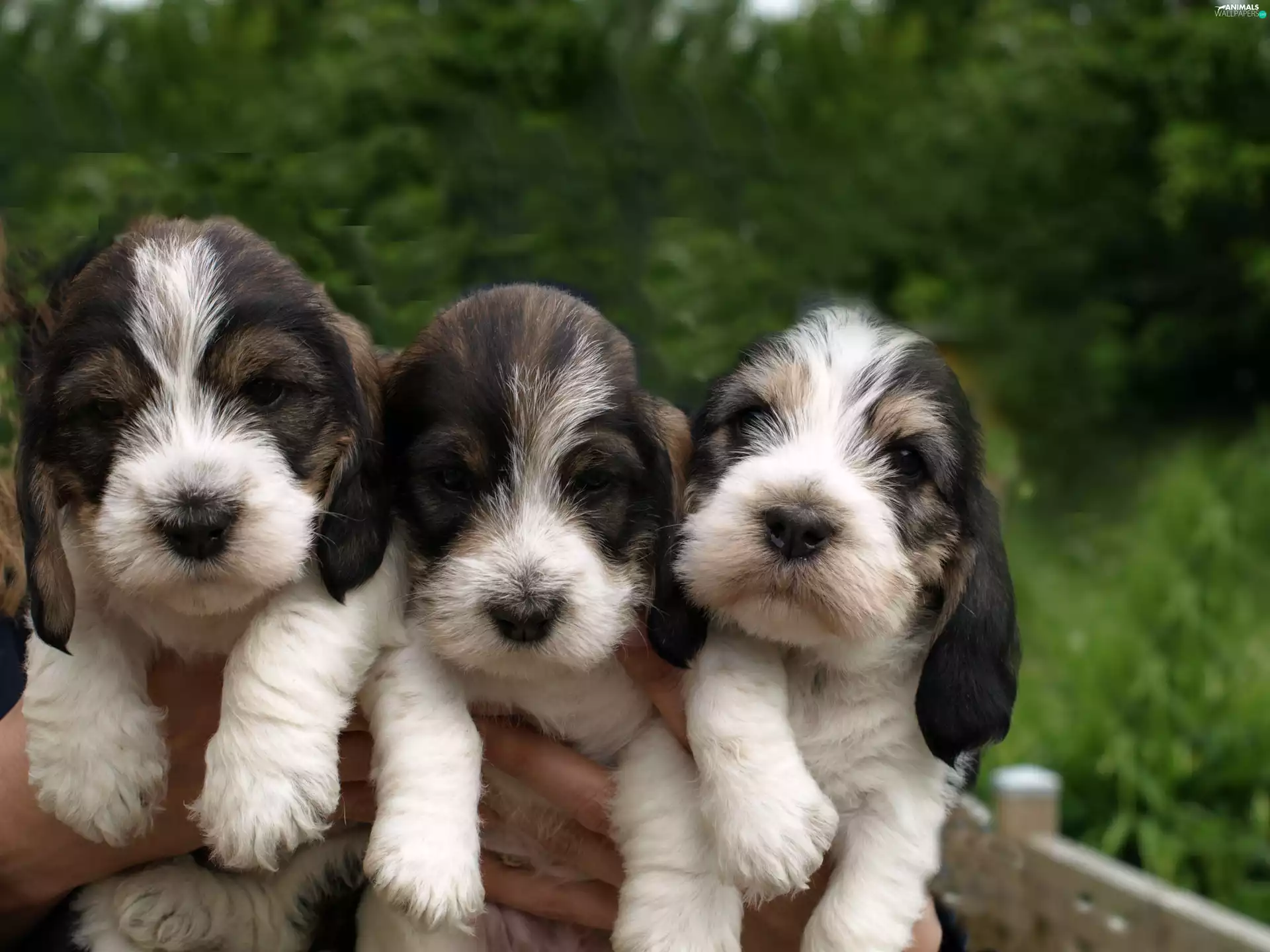 Petit Basset Griffon Vendéen, puppies