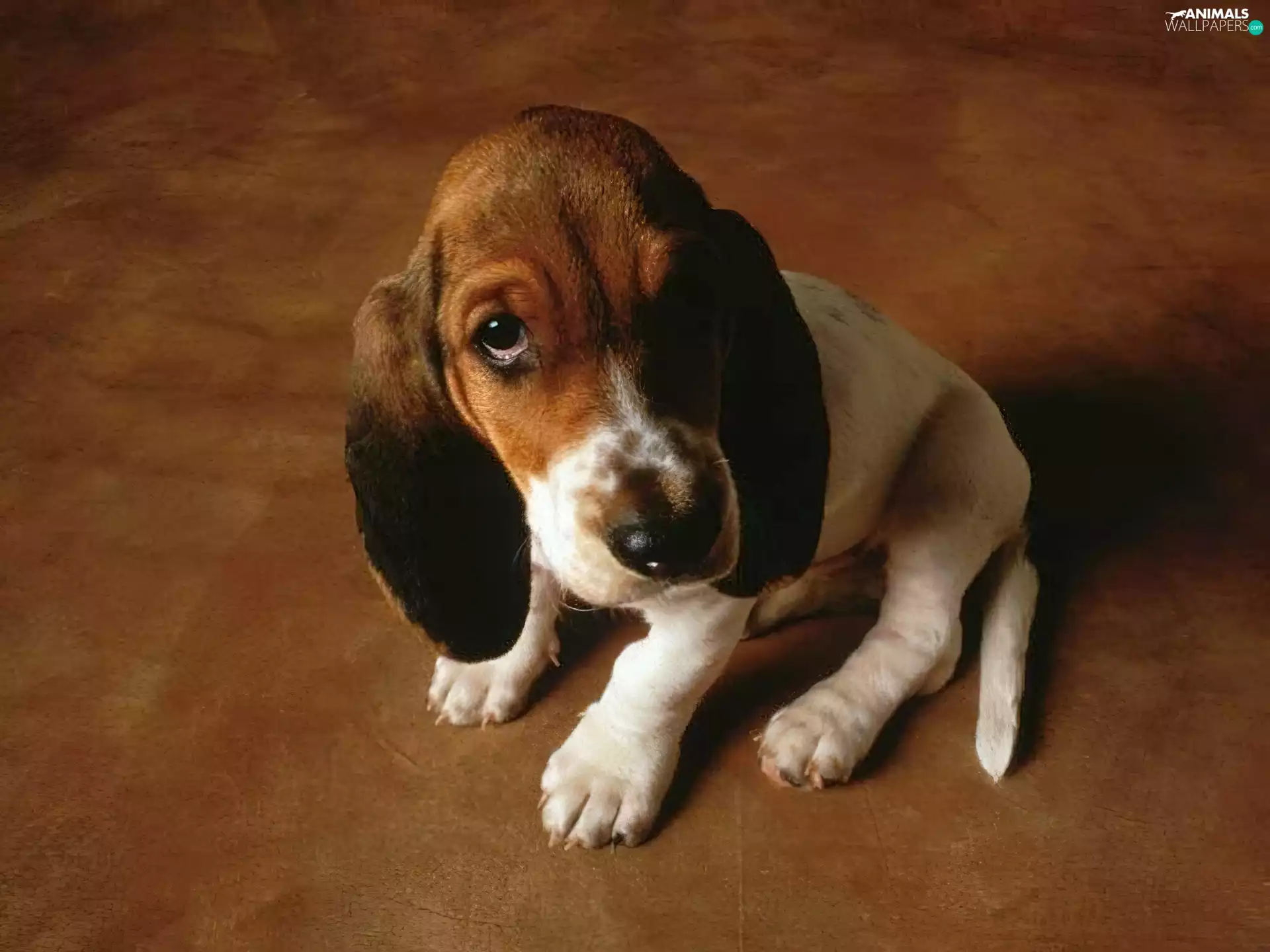 basset, dog, puppie