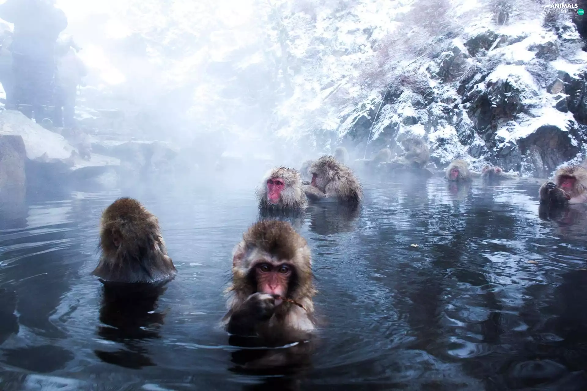 monkeys, water, rocks, bath