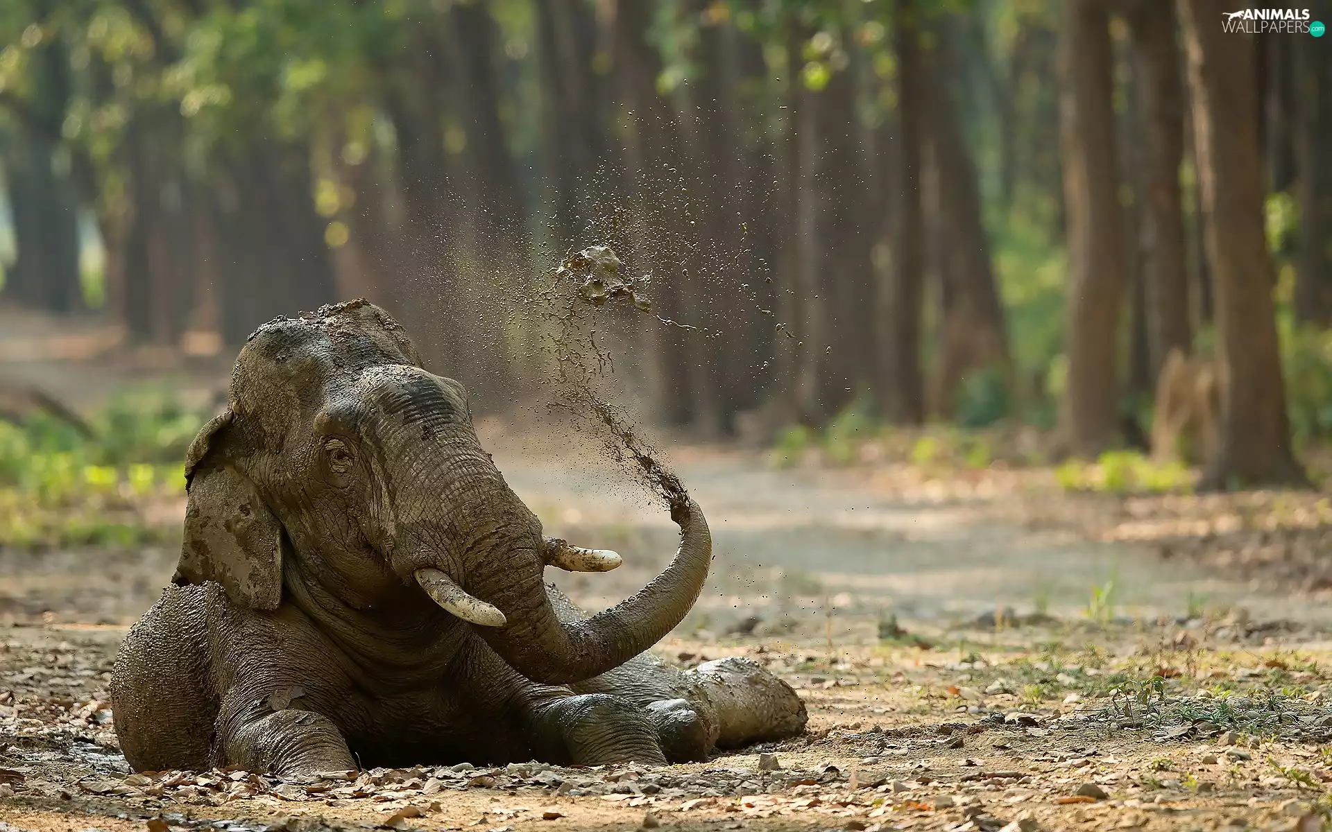 bath, Elephant, Mud