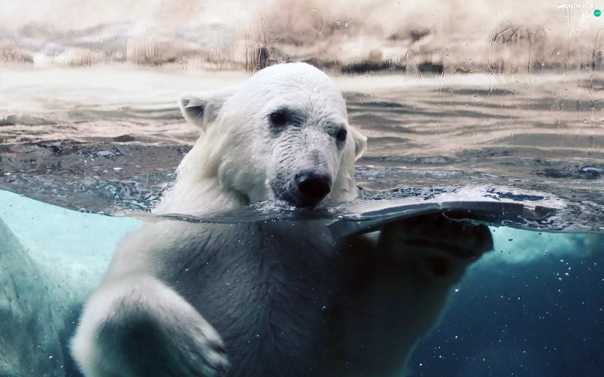 bath, Bear, polar