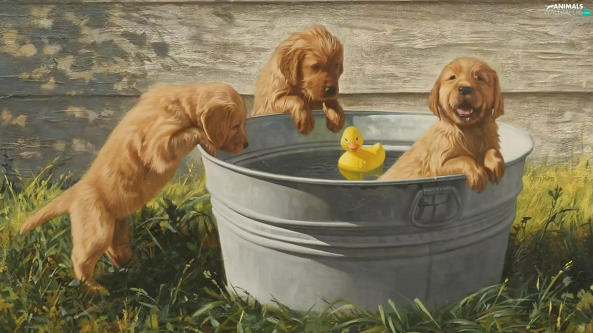 bath, Three, puppies