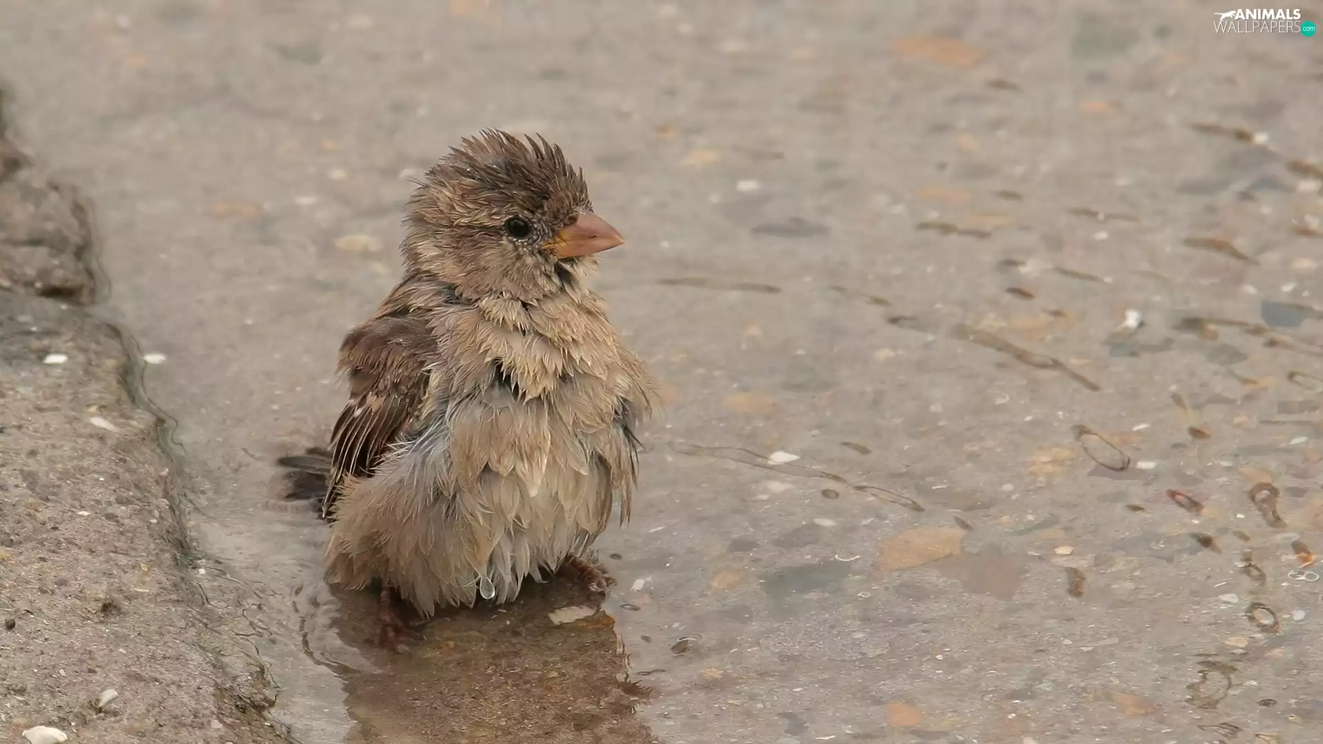 sparrow, puddle, water, bath