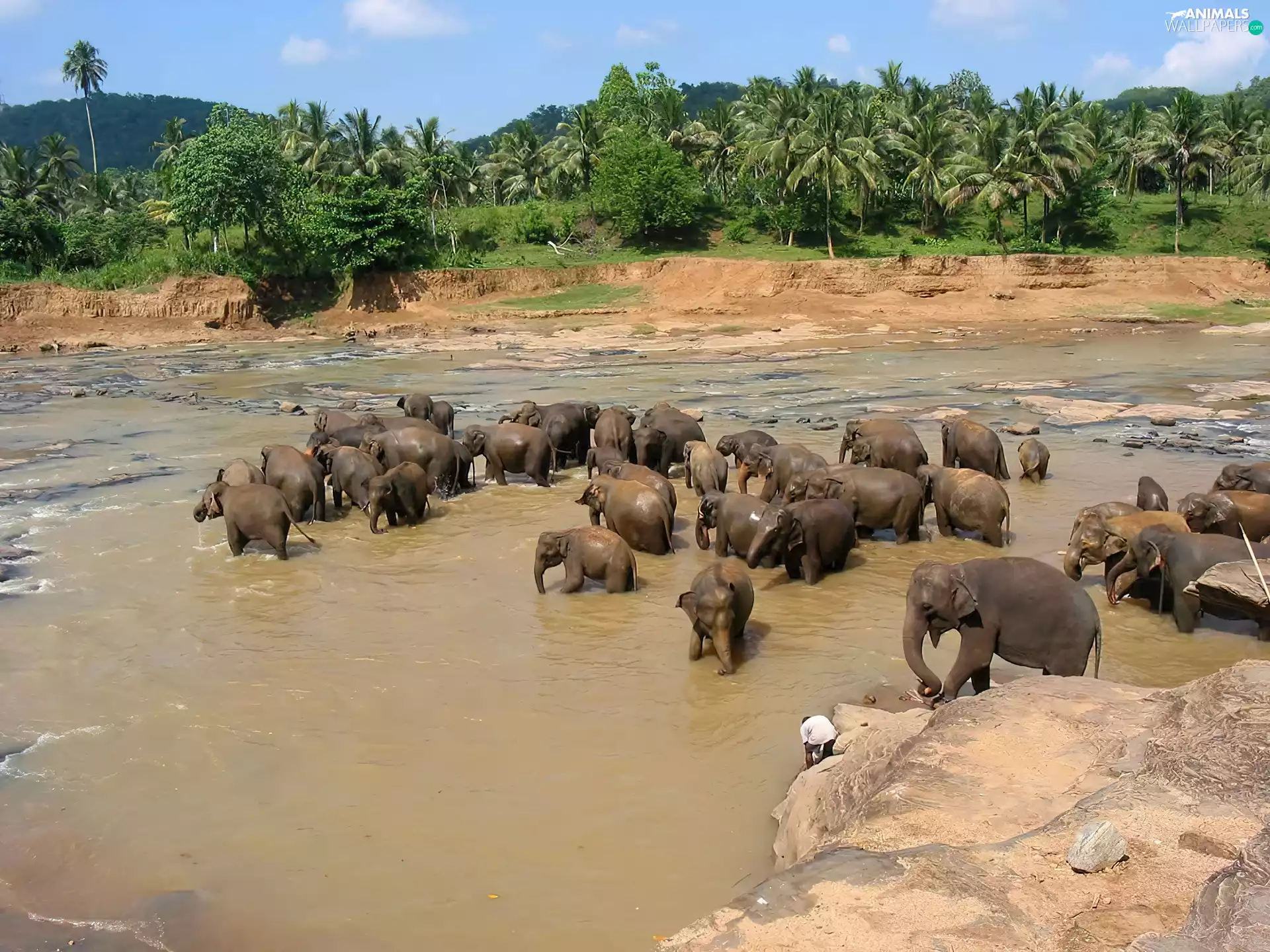 Elephants, bath, Sri Lanka, River