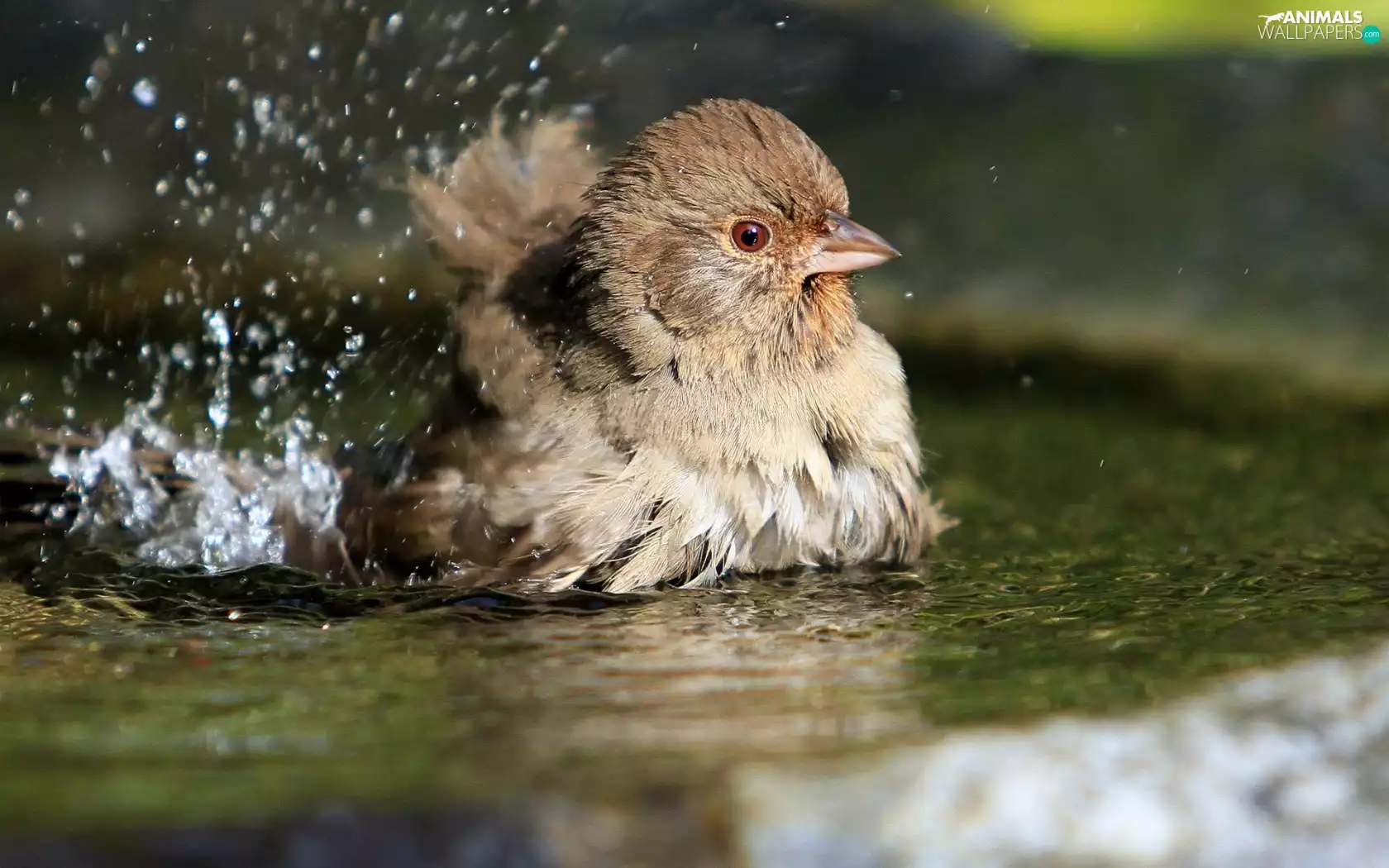 bath, birdies, water