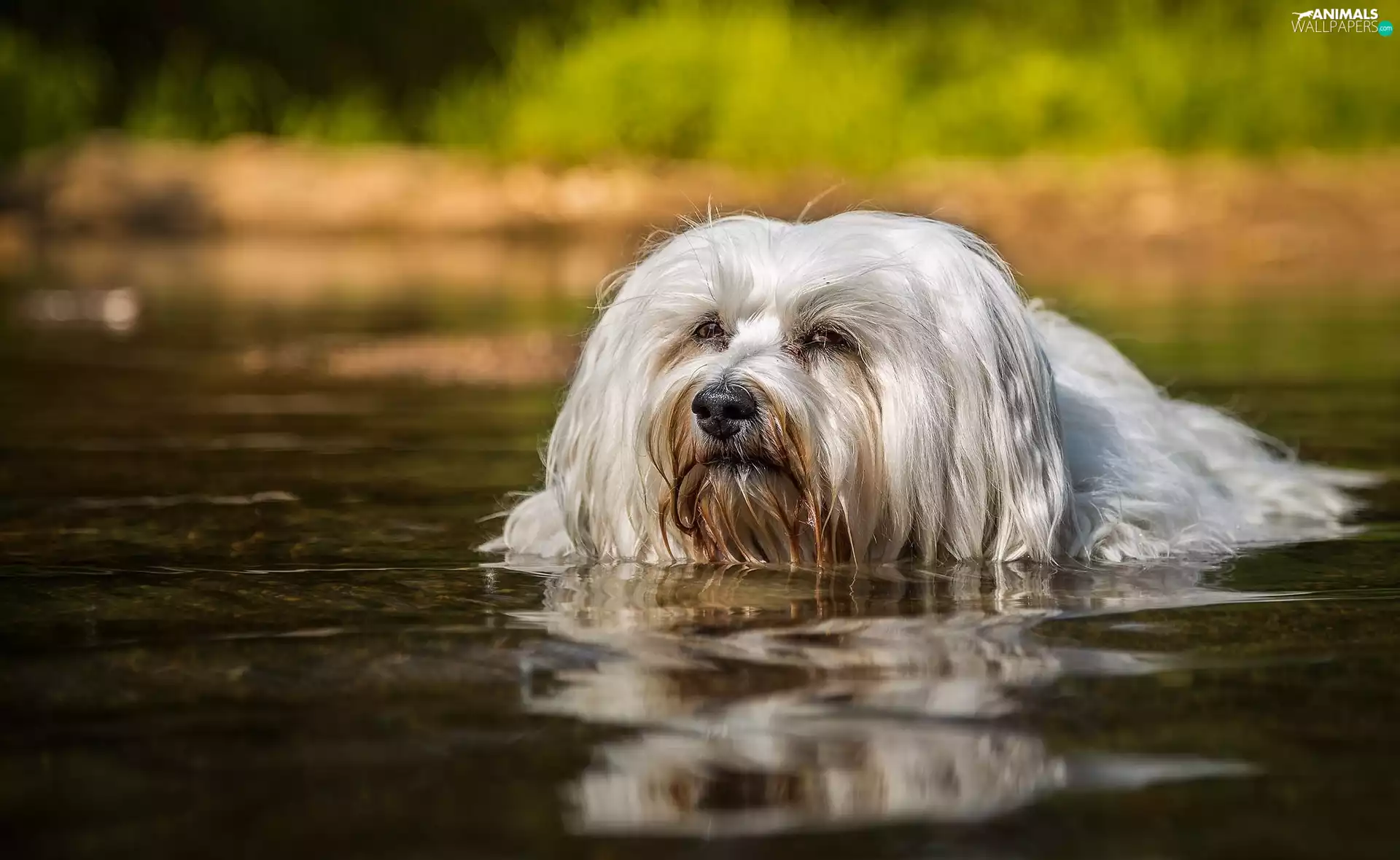 bath, Havanese, water