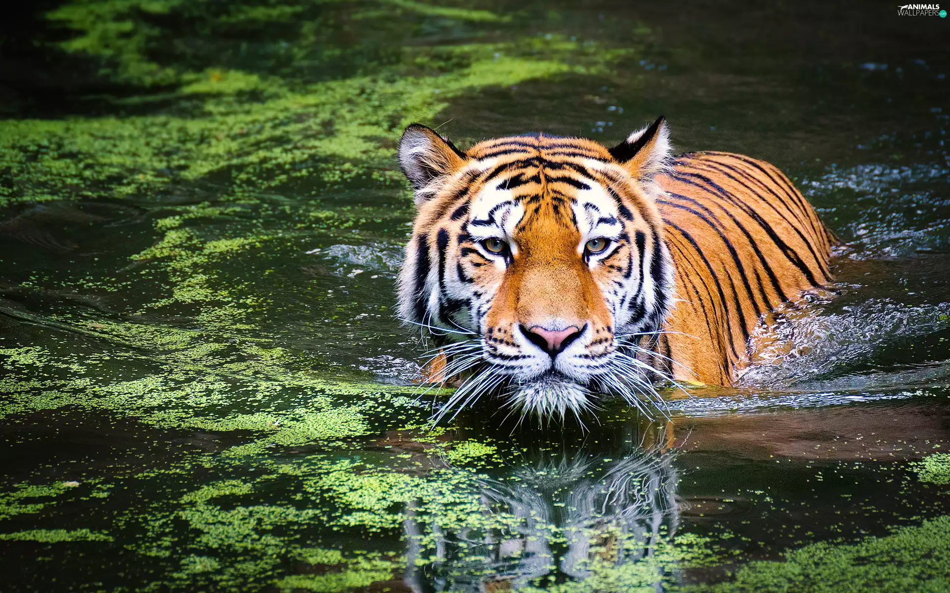 bath, tiger, water