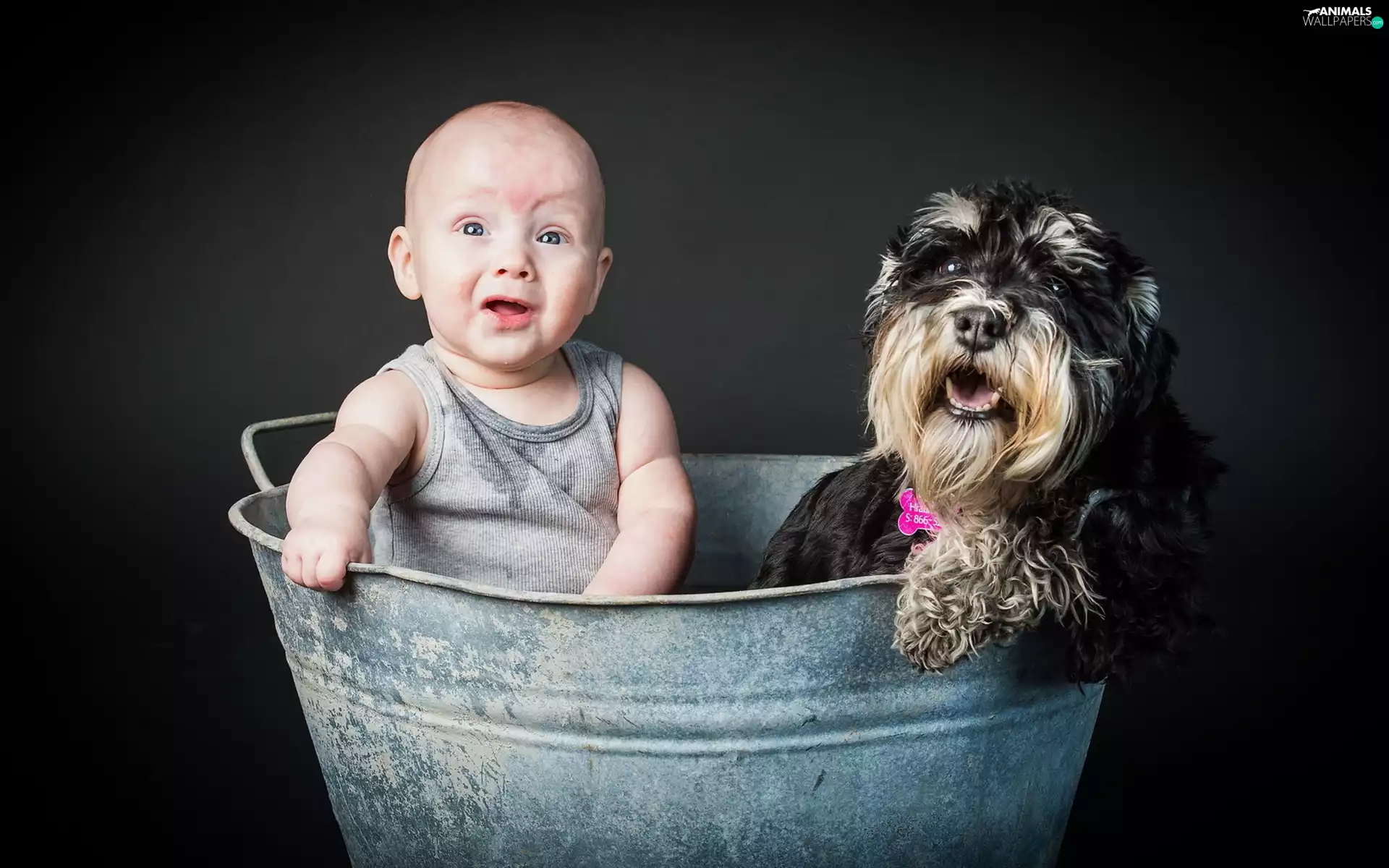 Kid, dog, Schnauzer, bathtub