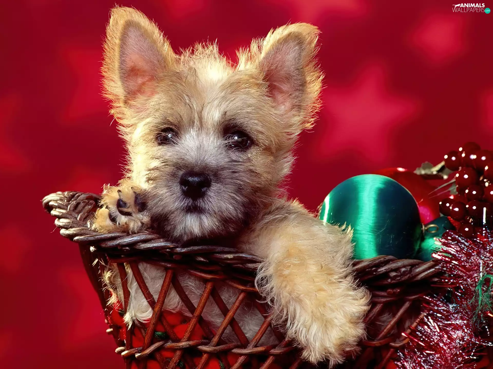 baubles, Puppy, basket