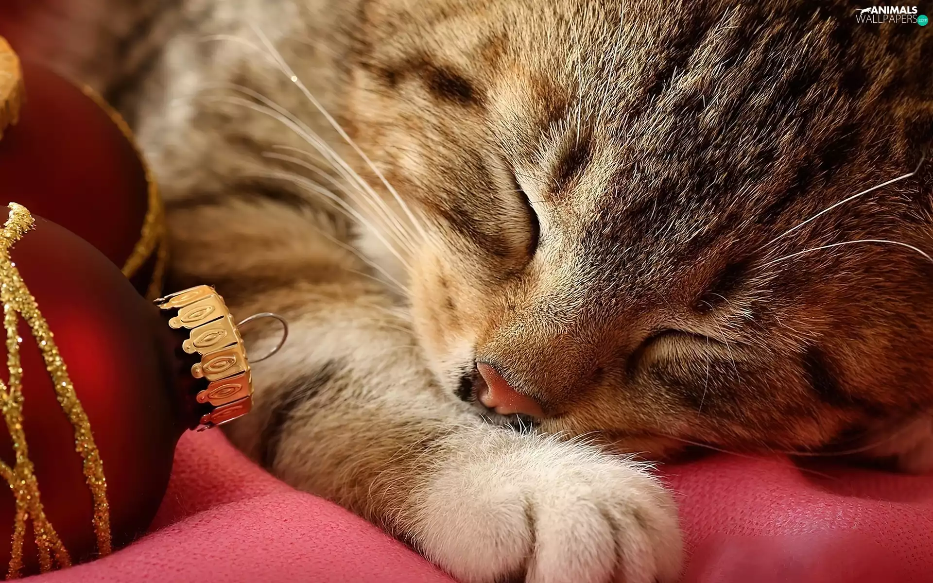 baubles, sleepy, kitten