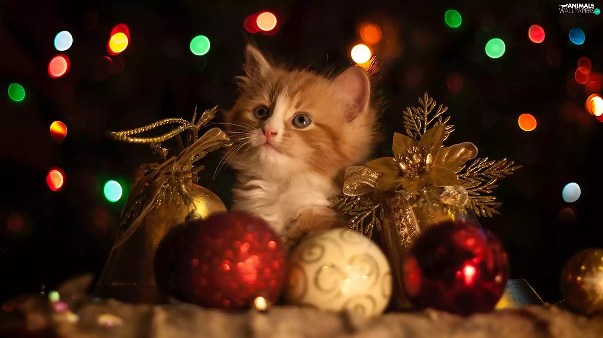 baubles, small, kitten