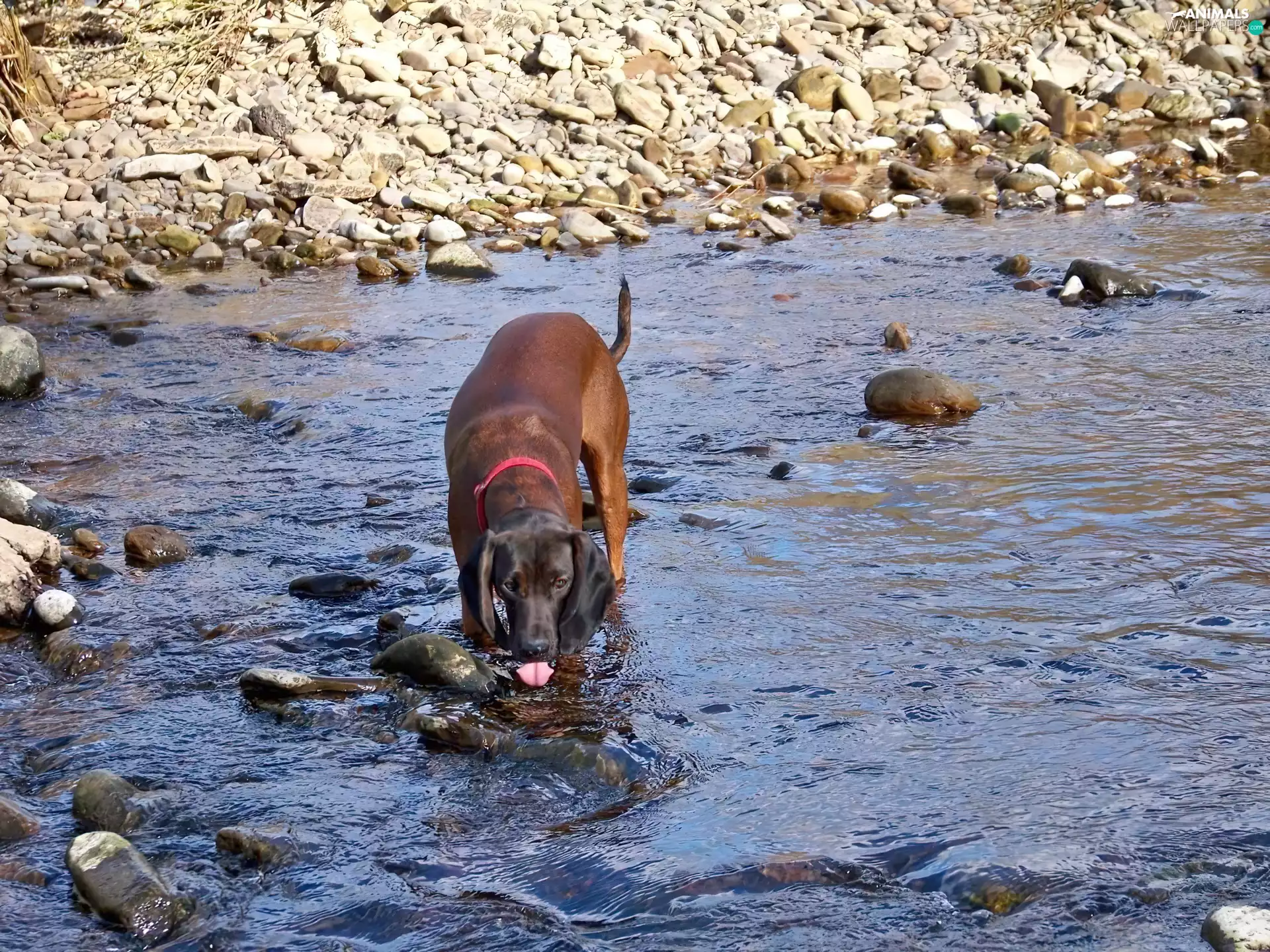 Stones, Bavarian Mountain Hound, water