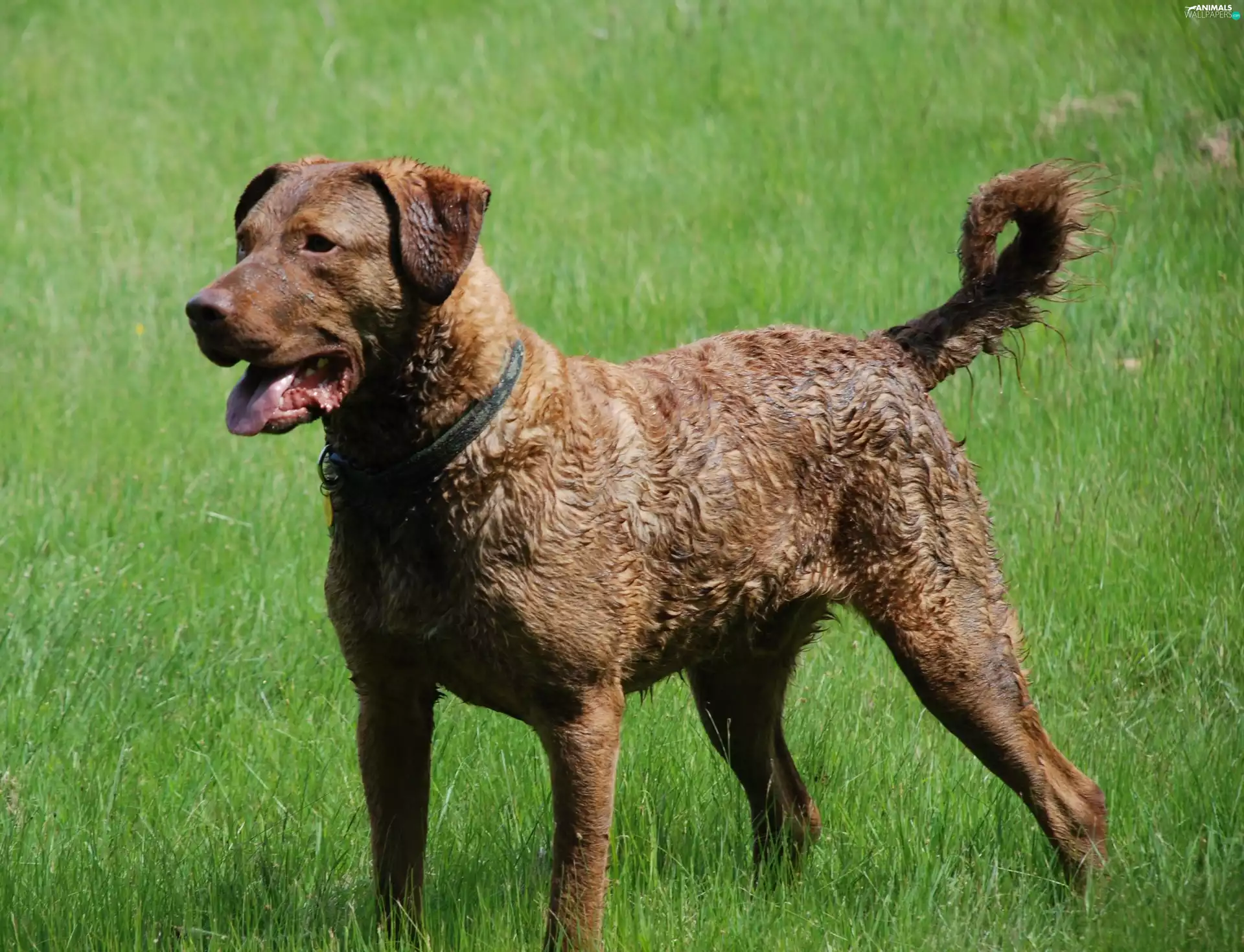 Chesapeake Bay retriever, Beatyfull, Big