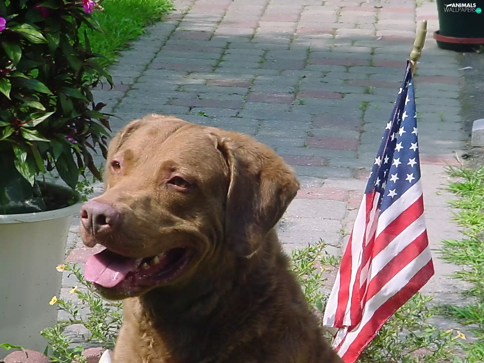 Chesapeake Bay retriever, USA flag