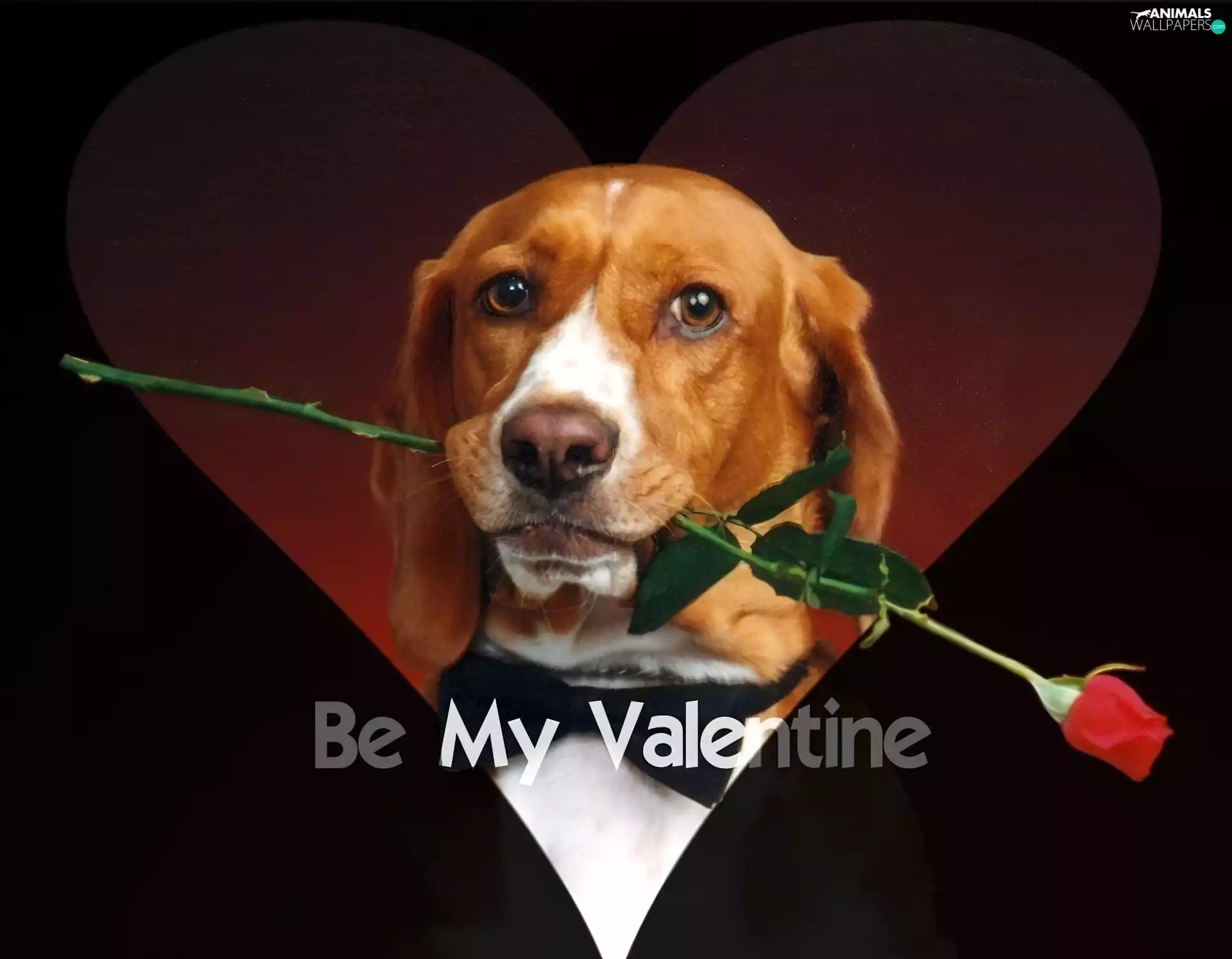 red hot, dog, Be My Valentine, rose