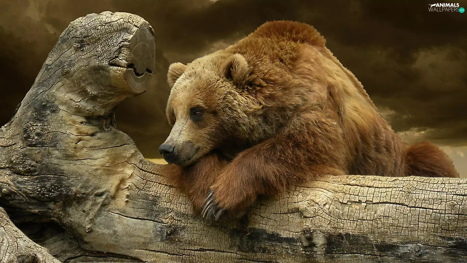 Lod on the beach, Bear, brown