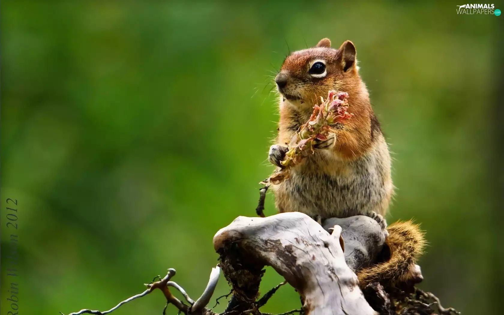 Lod on the beach, squirrel, Chipmunk