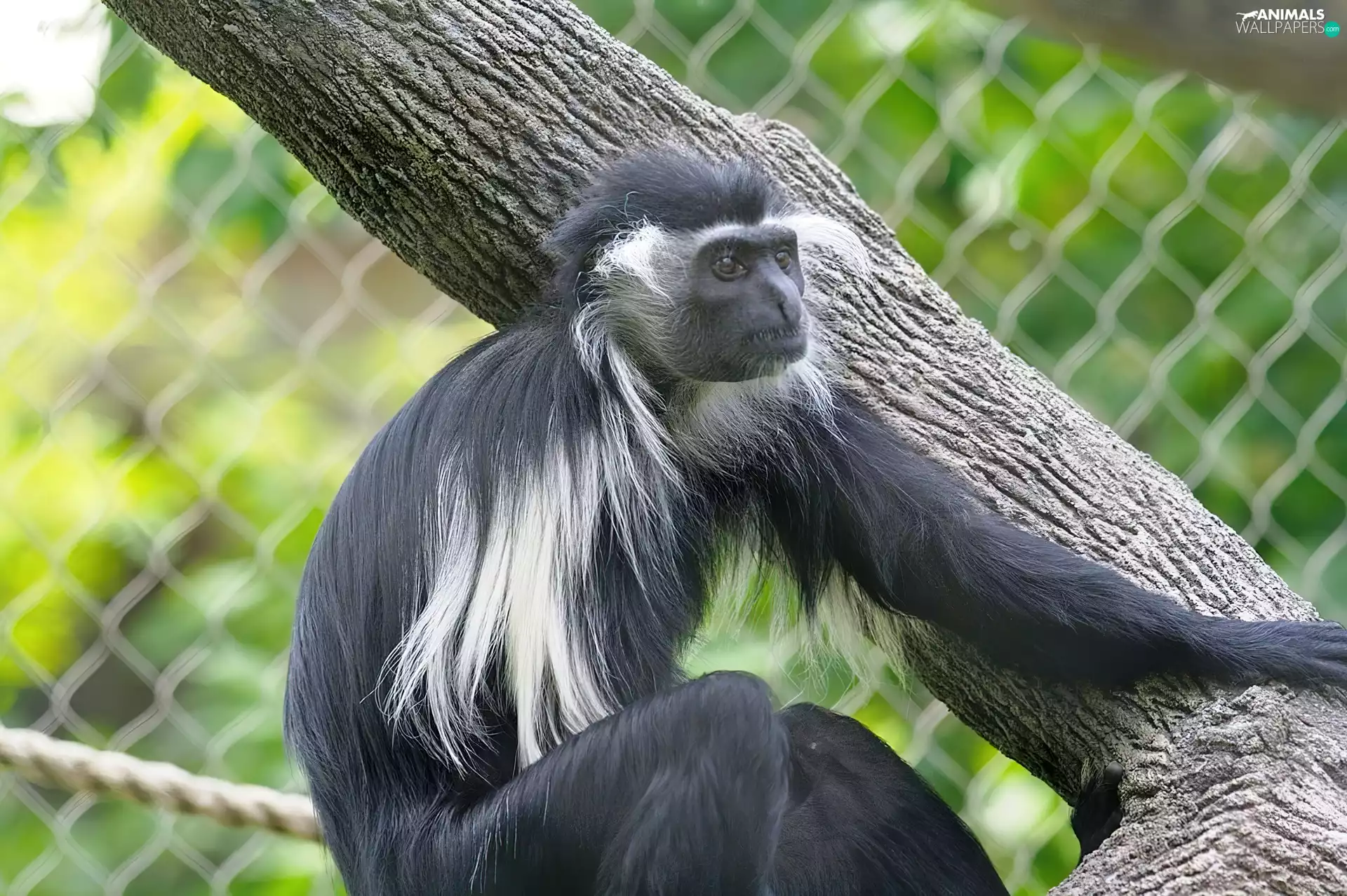 Lod on the beach, Monkey, Colobus