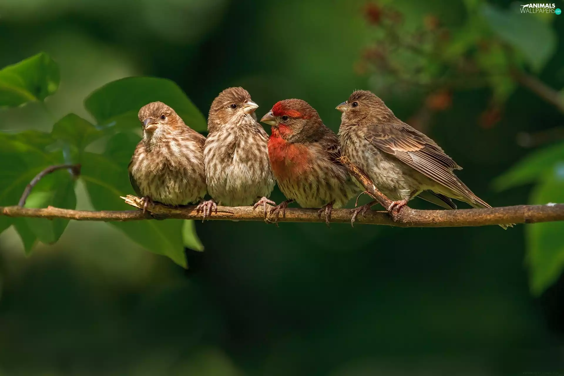 Lod on the beach, four, finches