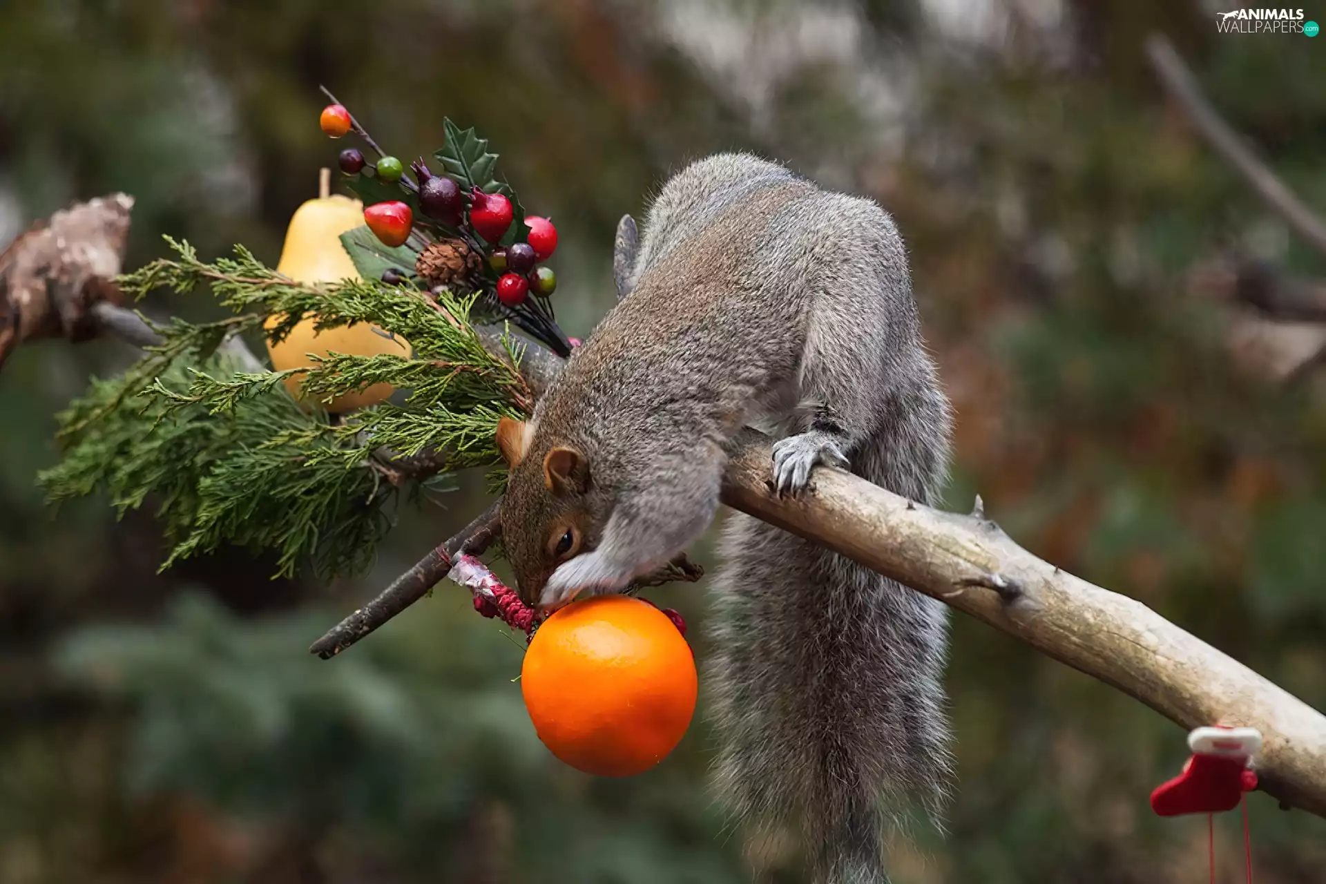 Lod on the beach, squirrel, Fruits