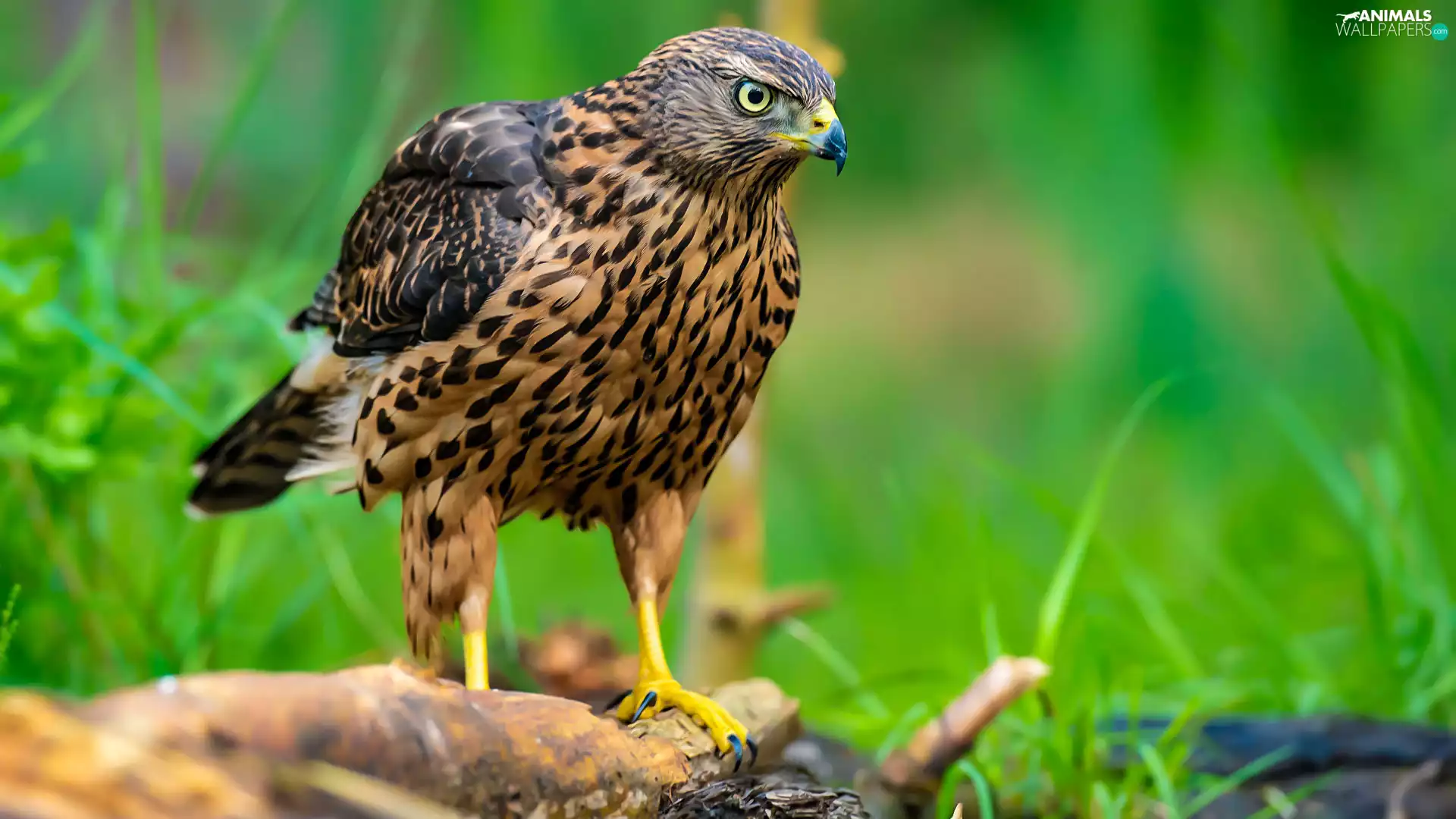 Lod on the beach, Bird, hawk
