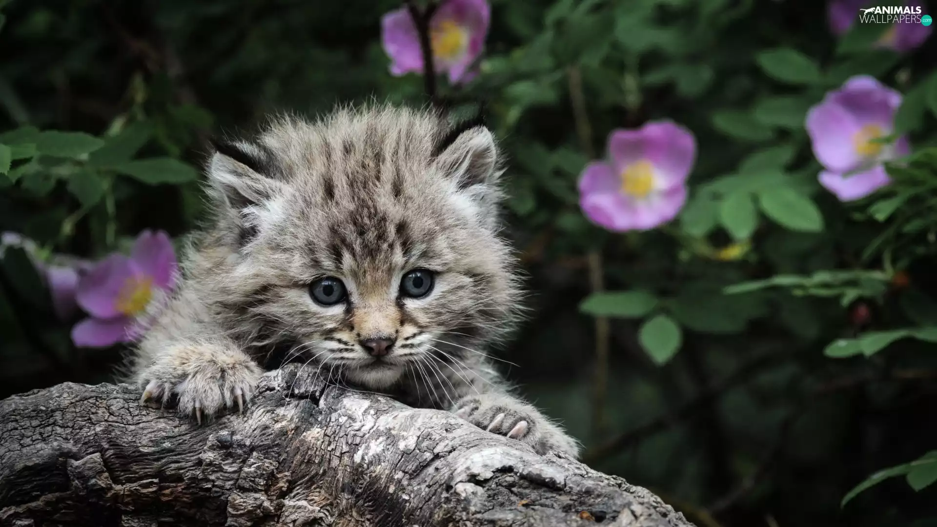 Lod on the beach, Gray, kitten