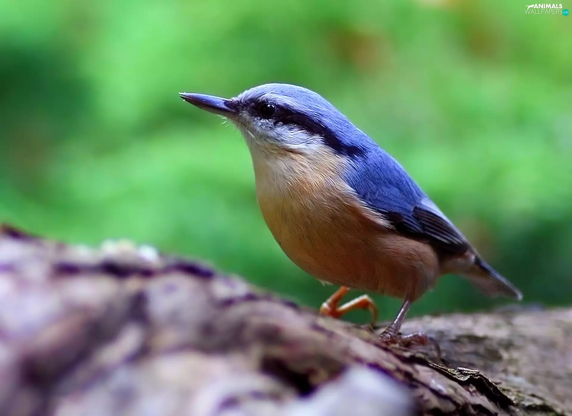 Lod on the beach, color, Kowalik