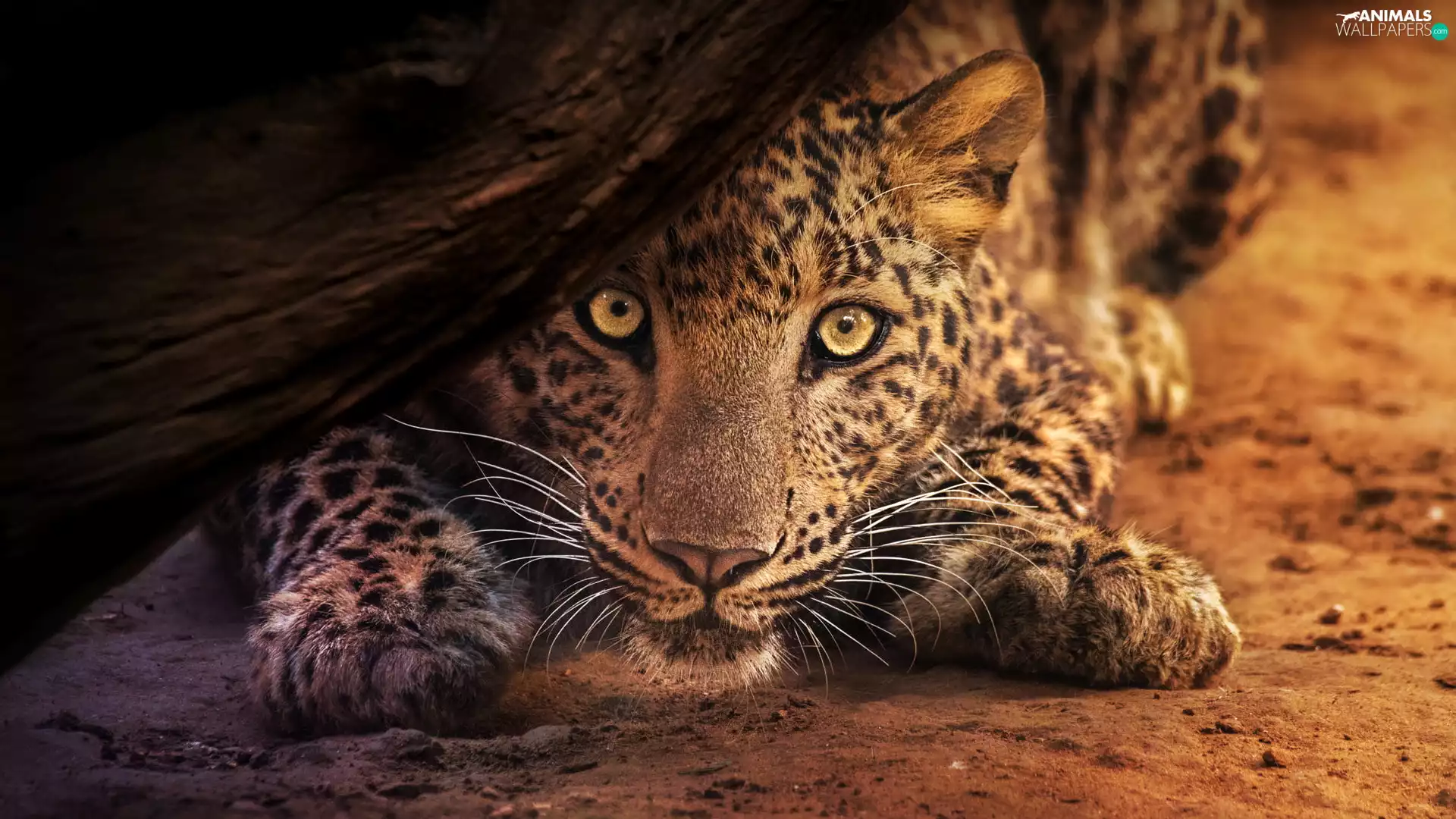 Lod on the beach, lurking, Leopards