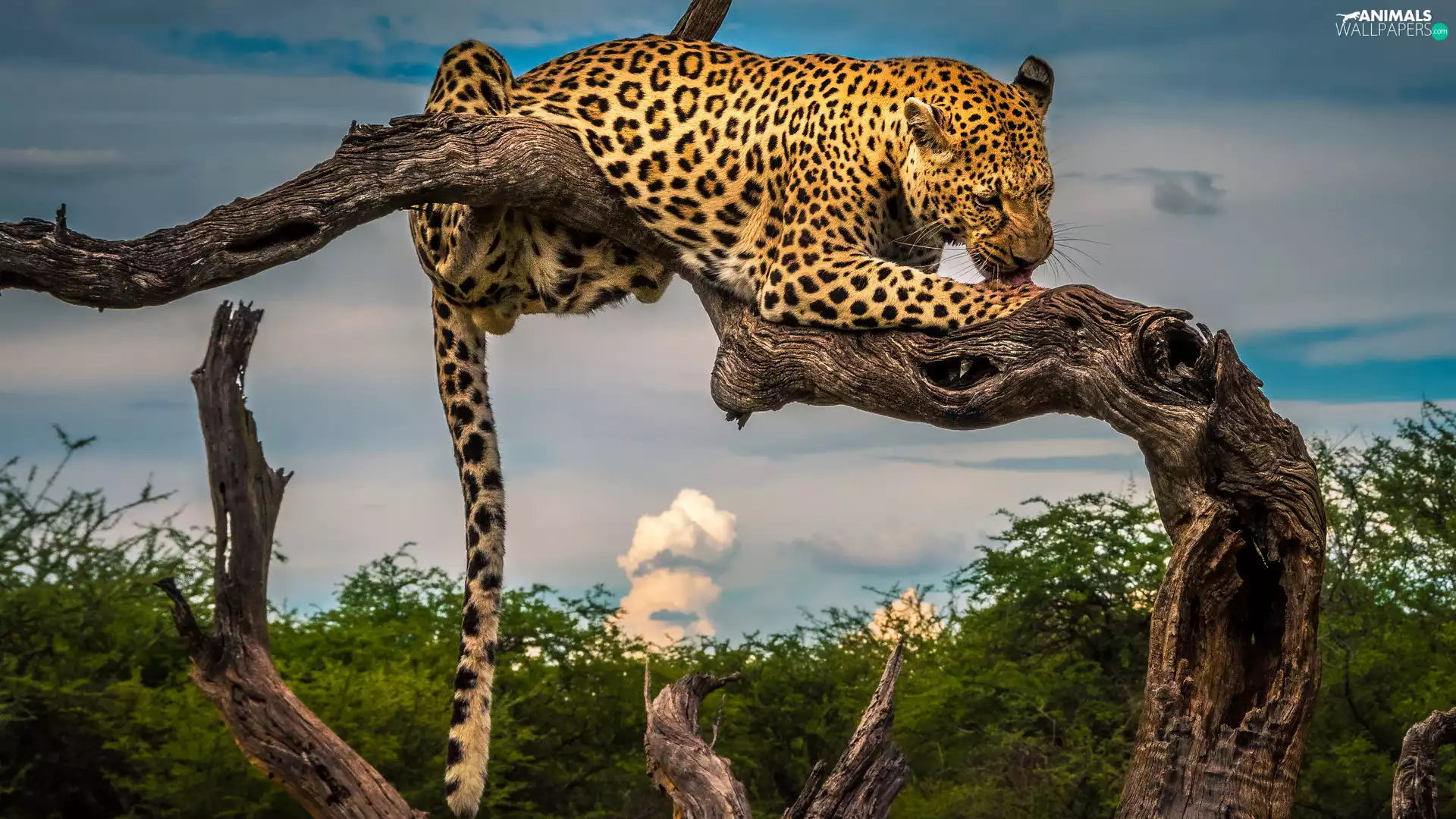 Lod on the beach, lying, Leopards