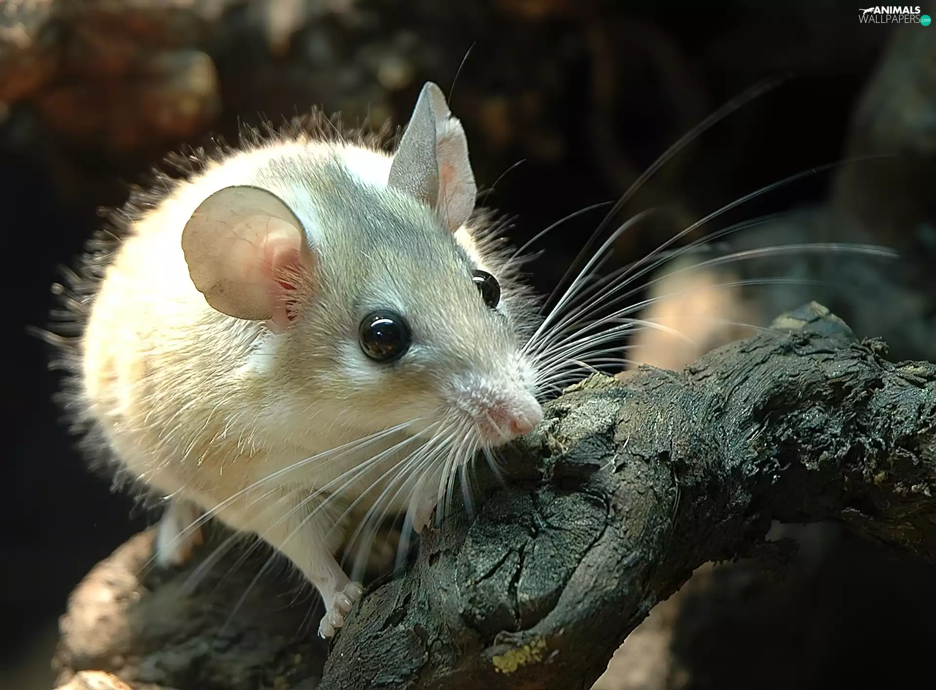 Lod on the beach, White, mouse
